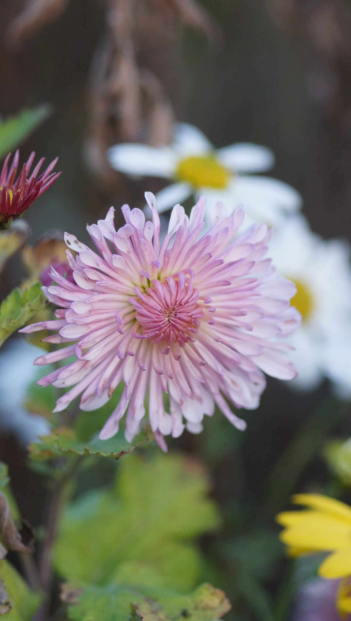 Chrysanthemum Indicum-Hybride 'Emperor of China' - Herbst-Chrysantheme