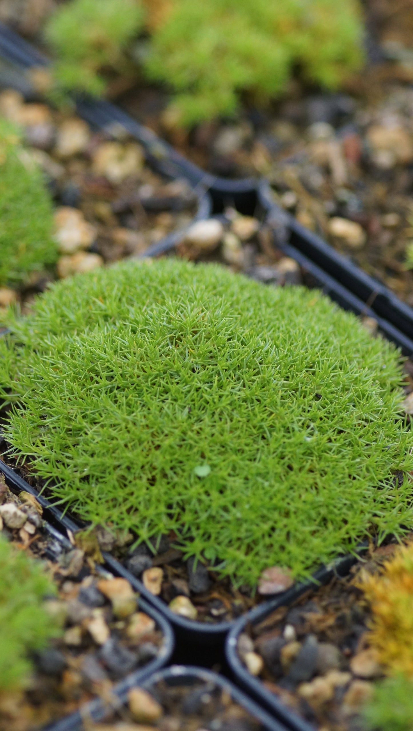 Scleranthus uniflorus - Neuseeländer Knäuel