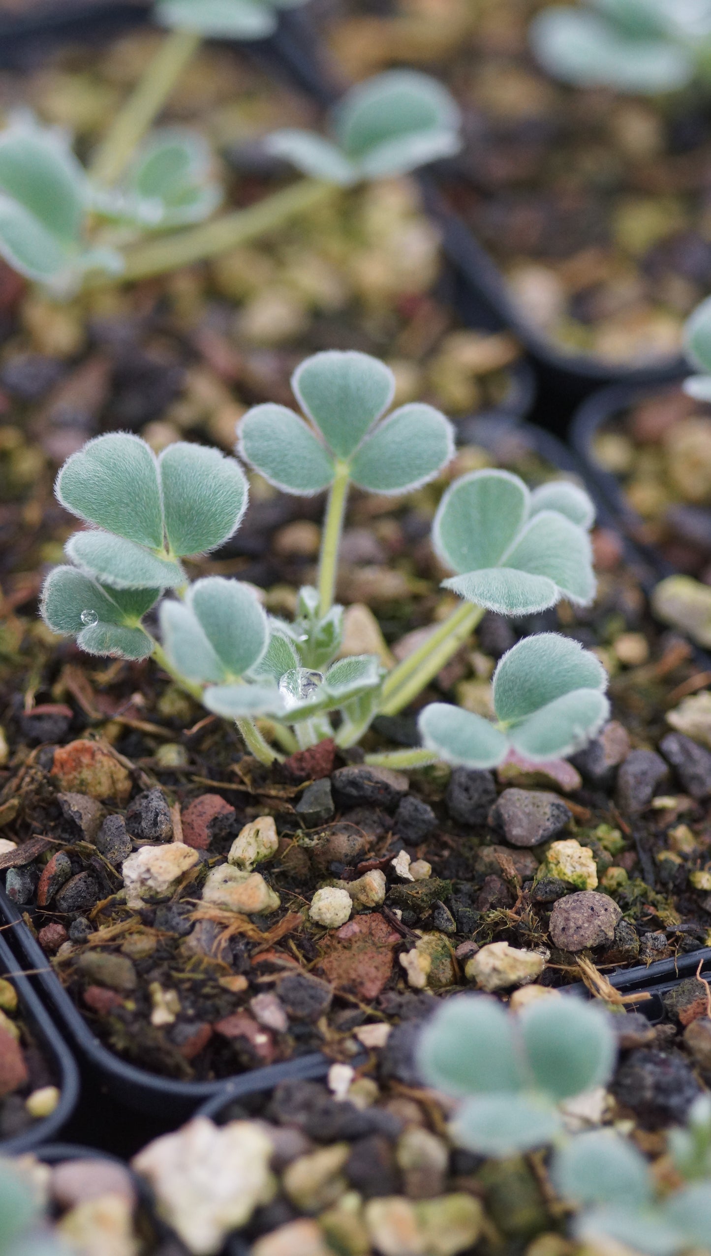 Oxalis melanosticta 'Ken Aslet' - Schwarzfleckiger Sauerklee