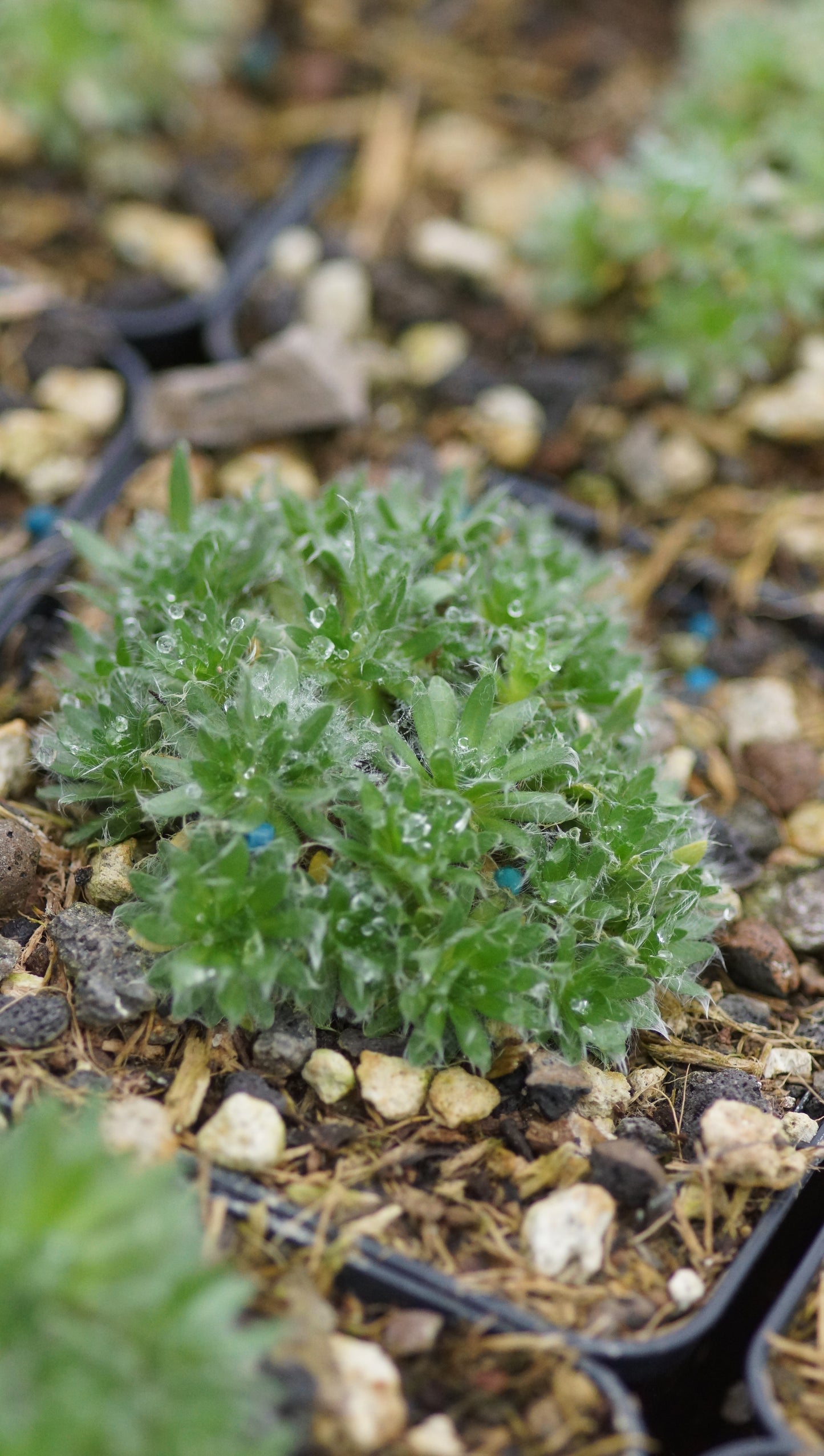 Arabis androsace - Mannsschild-Gänsekresse
