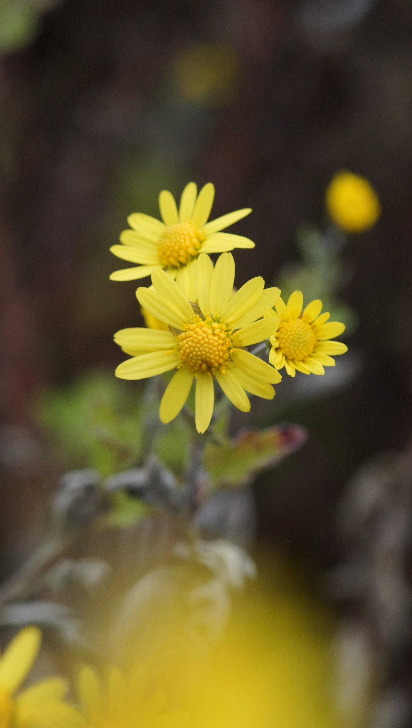 Chrysanthemum indicum - Herbst-Chrysantheme