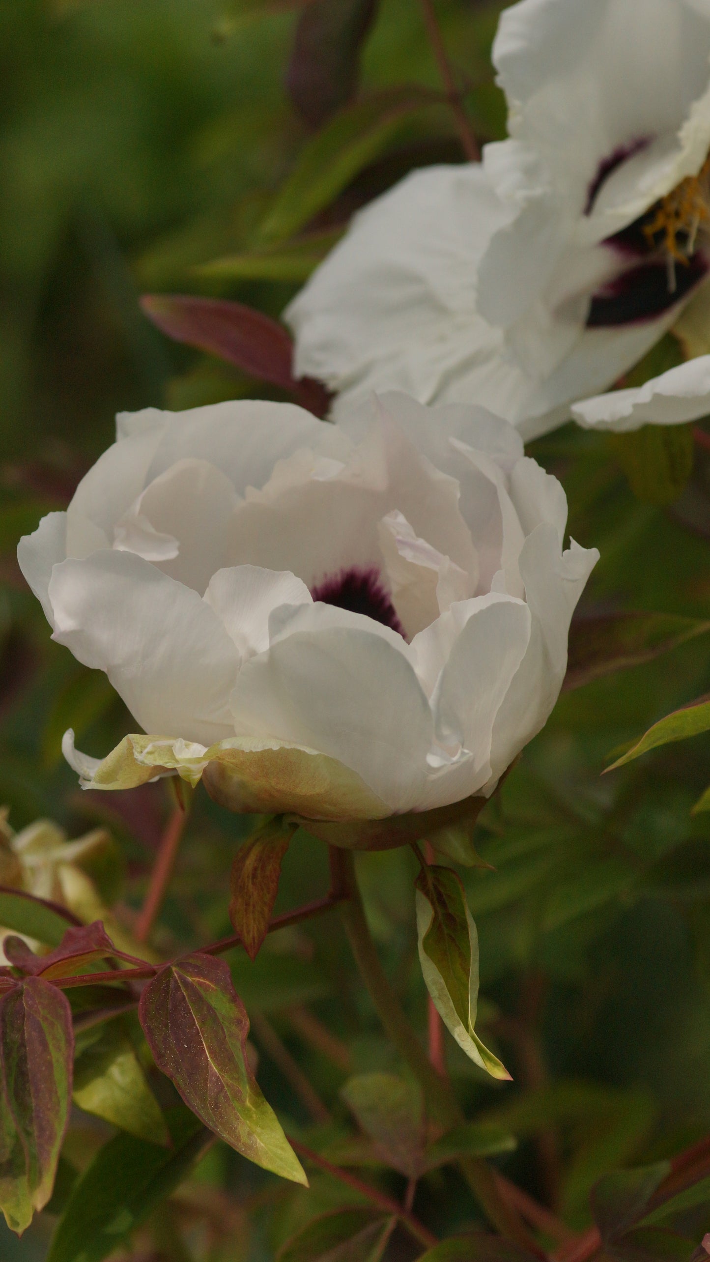 Paeonia Rockii-Hybride 'Ezra Pound' - Strauch-Pfingstrose