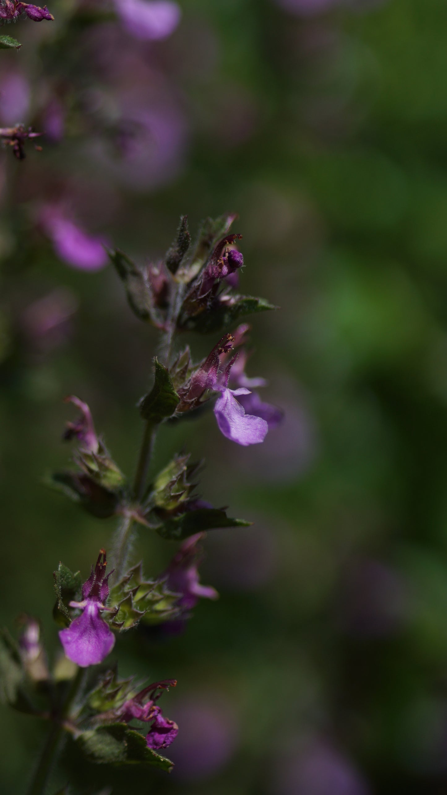 Teucrium chamaedrys - Echter Gamander