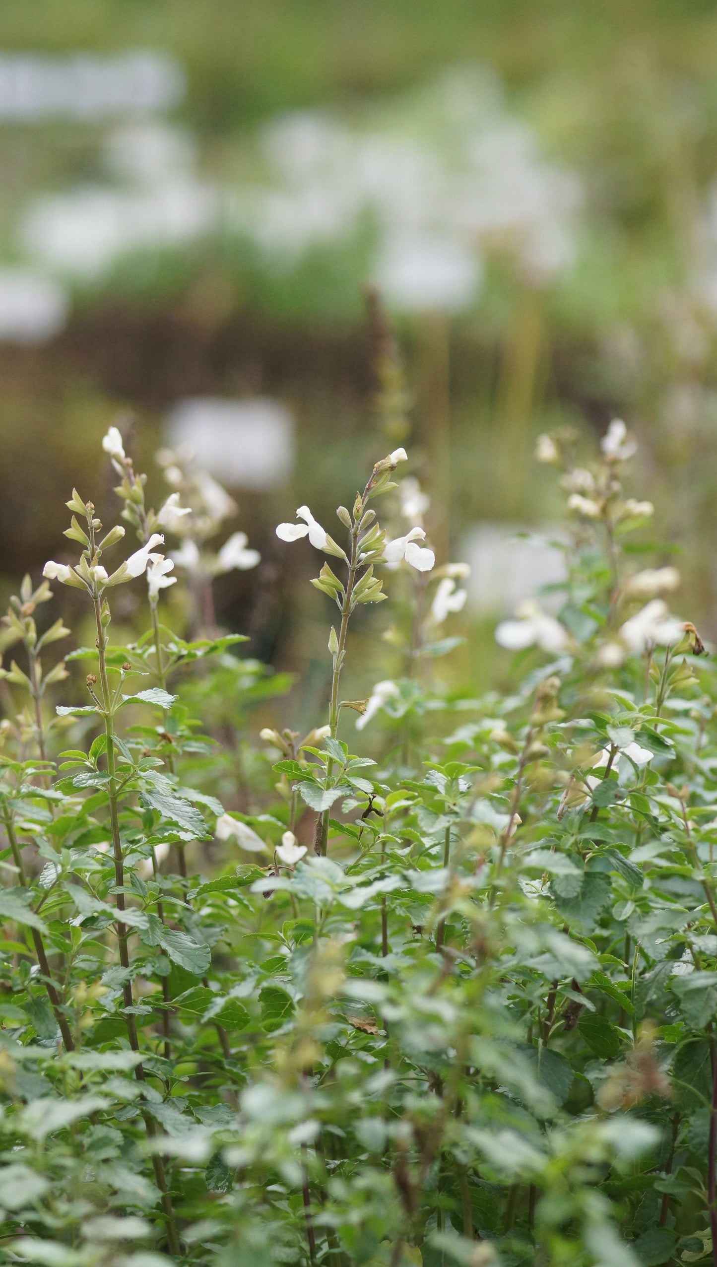 Salvia microphylla 'Gletsjer' - Weisser Johannisbeer-Salbei