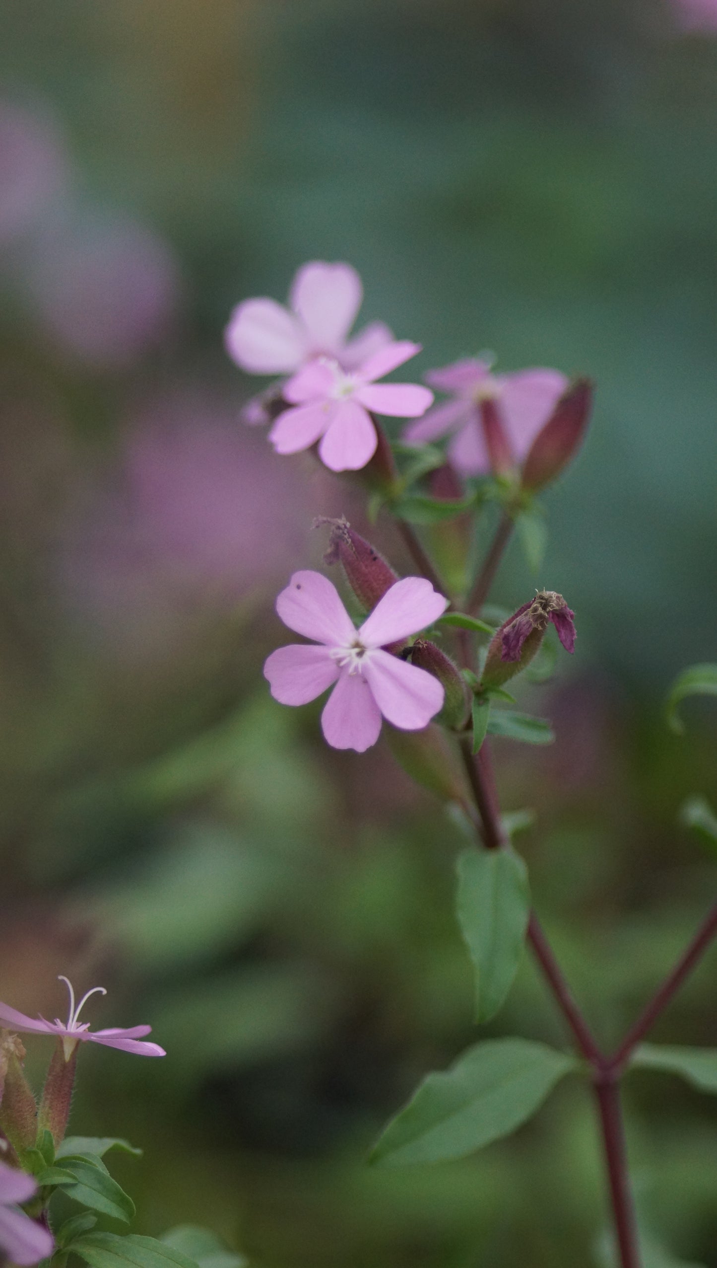Saponaria sicula var. intermedia 'Sigurd' - Sommer-Seifenkraut