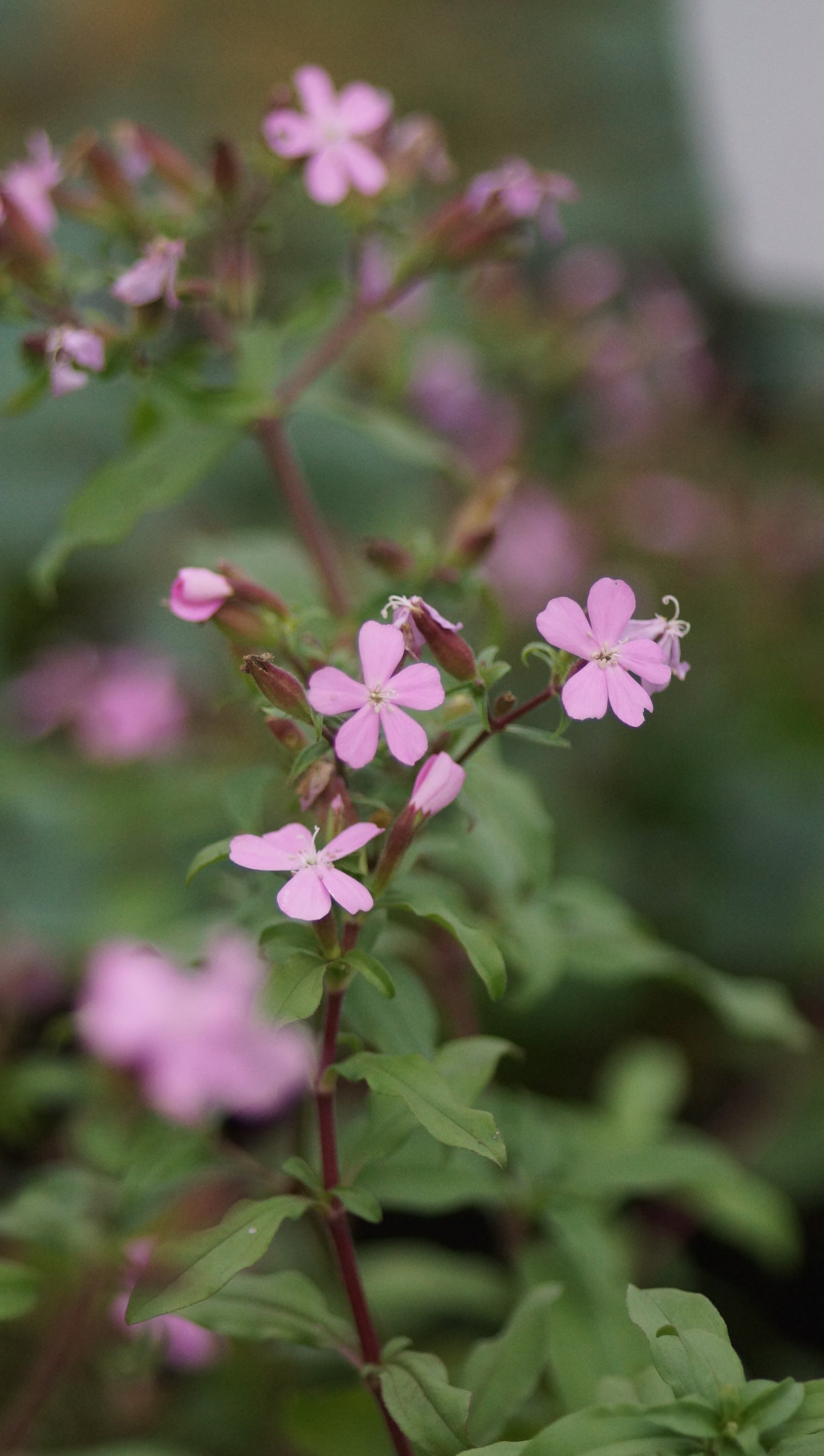 Saponaria sicula var. intermedia 'Sigurd' - Sommer-Seifenkraut