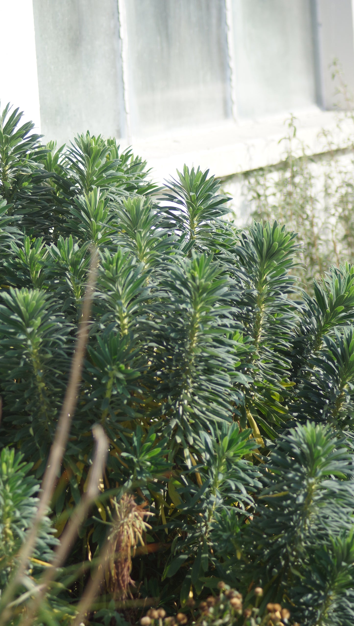 Euphorbia characias subsp. wulfenii - Mittelmeer-Wolfsmilch