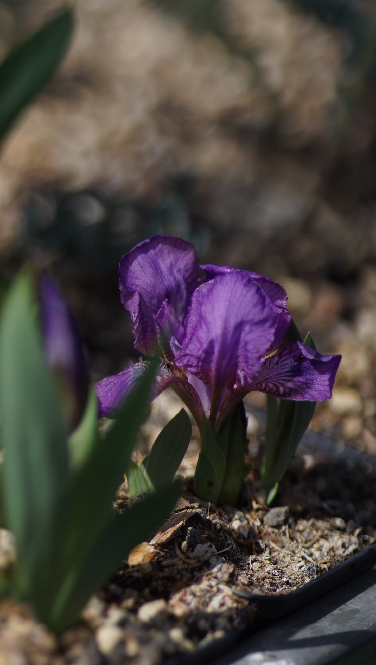 Iris aphylla - Blattlose Schwertlilie