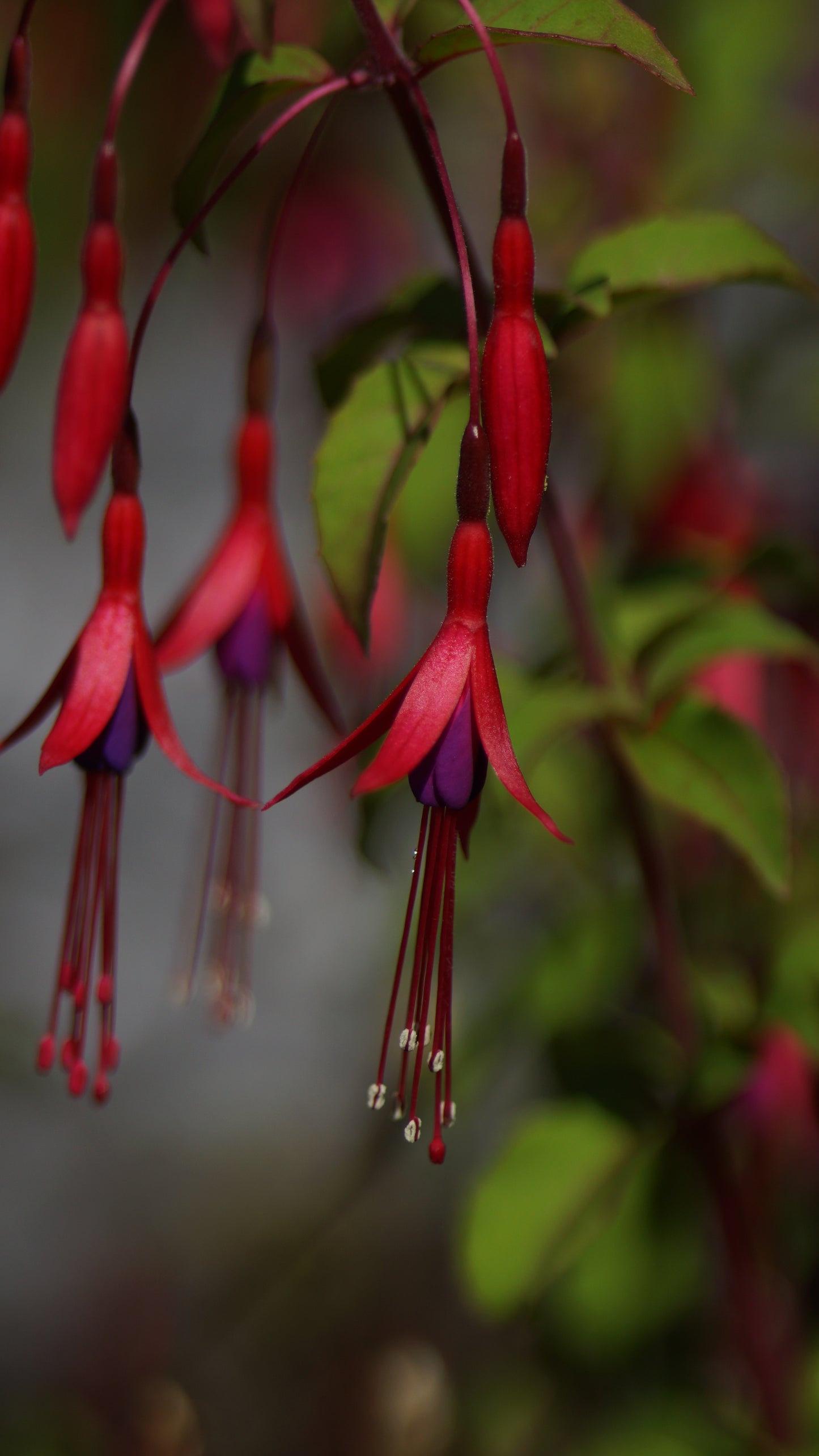 Fuchsia magellanica var. gracilis - Freiland-Fuchsie