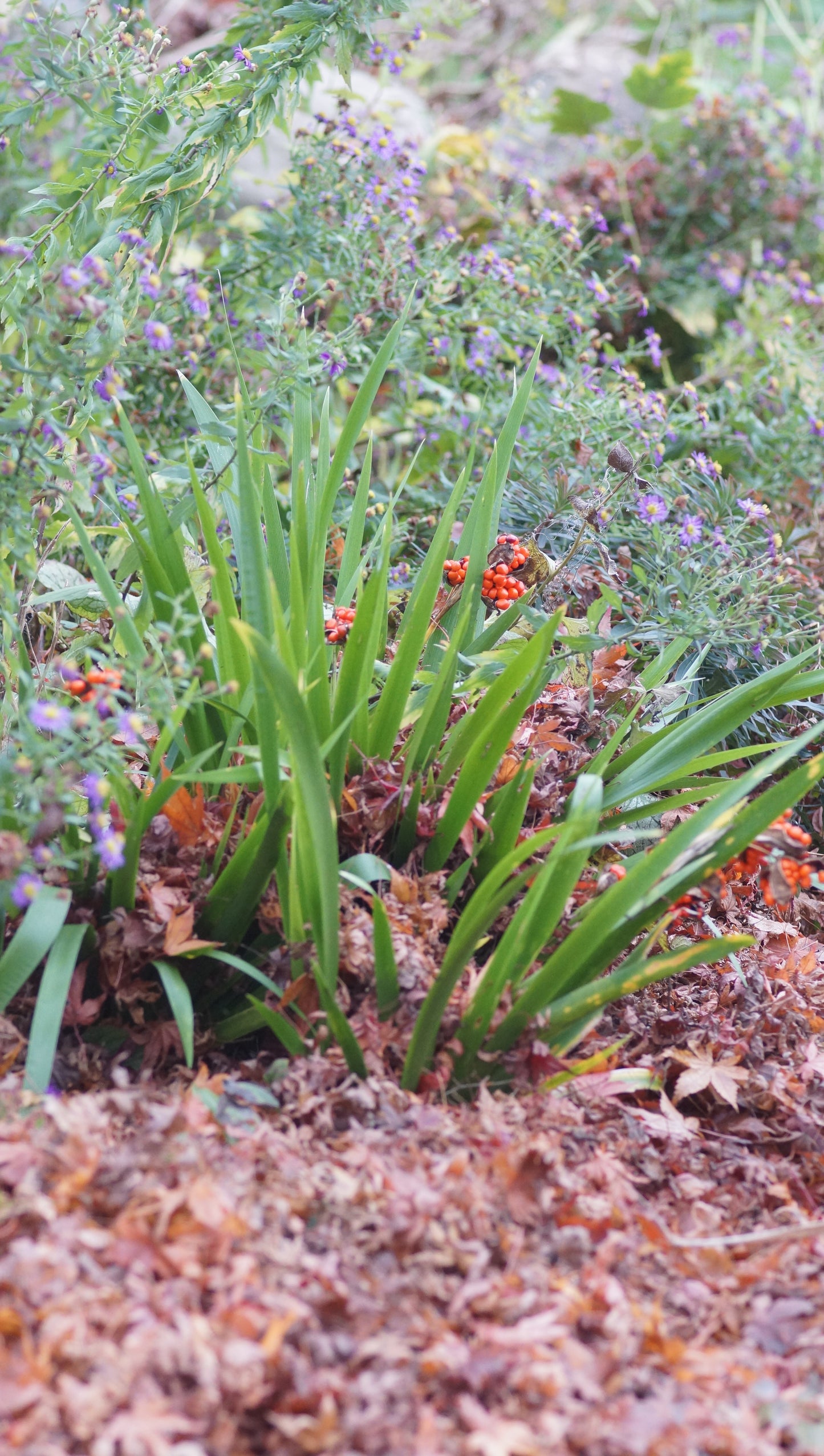Iris foetidissima - Korallen-Schwertlilie