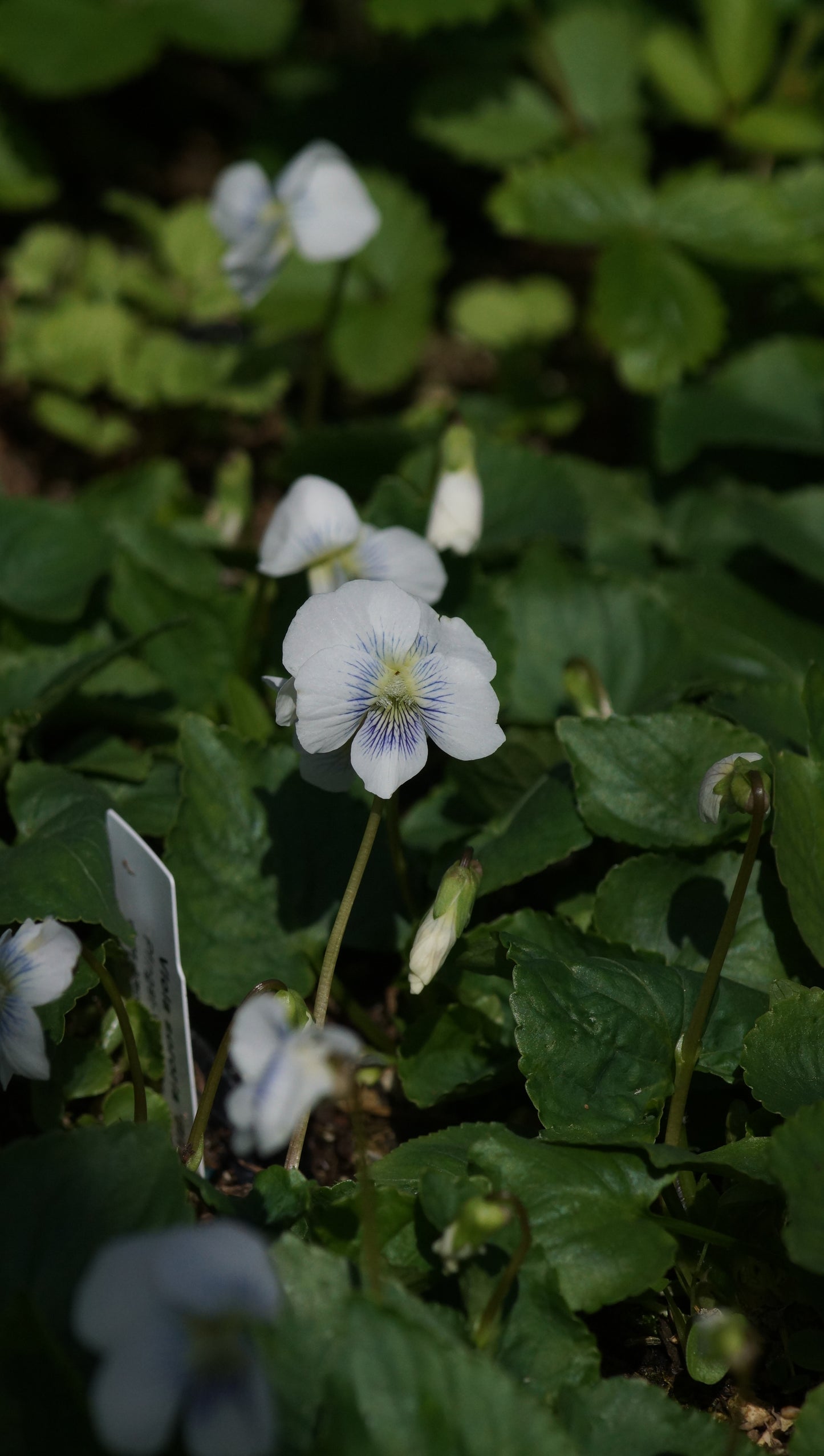 Viola sororia 'Blue Cloud' - Pfingst-Veilchen