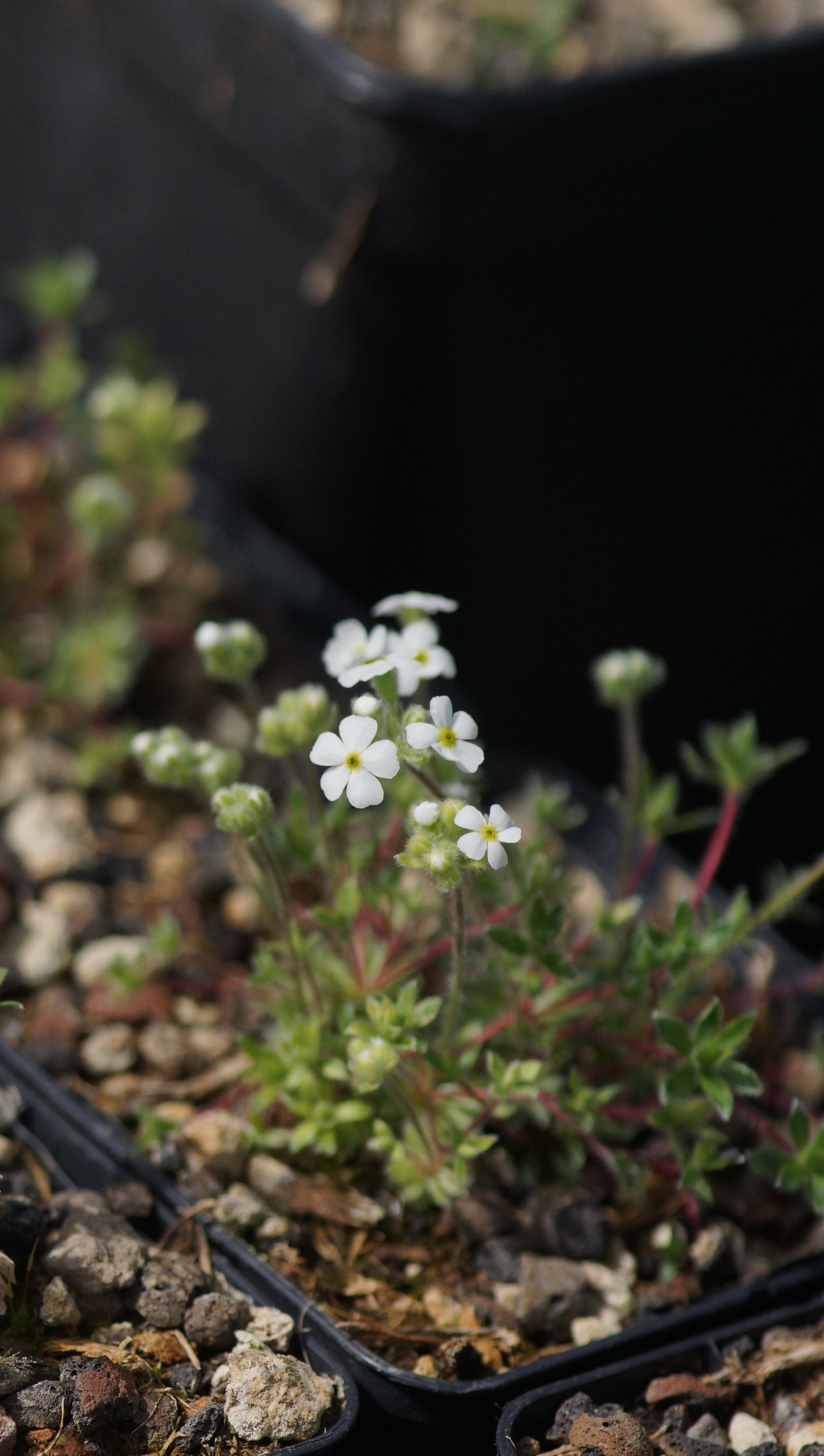 Androsace incana - Zottiger Mannsschild