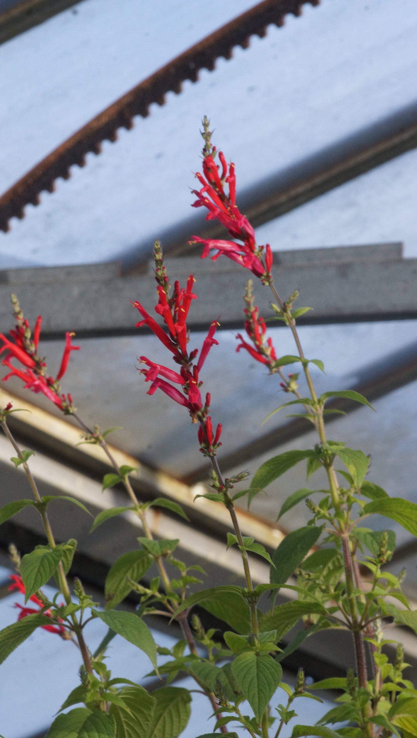 Salvia rutilans 'Pineapple Scarlet' - Ananas-Salbei