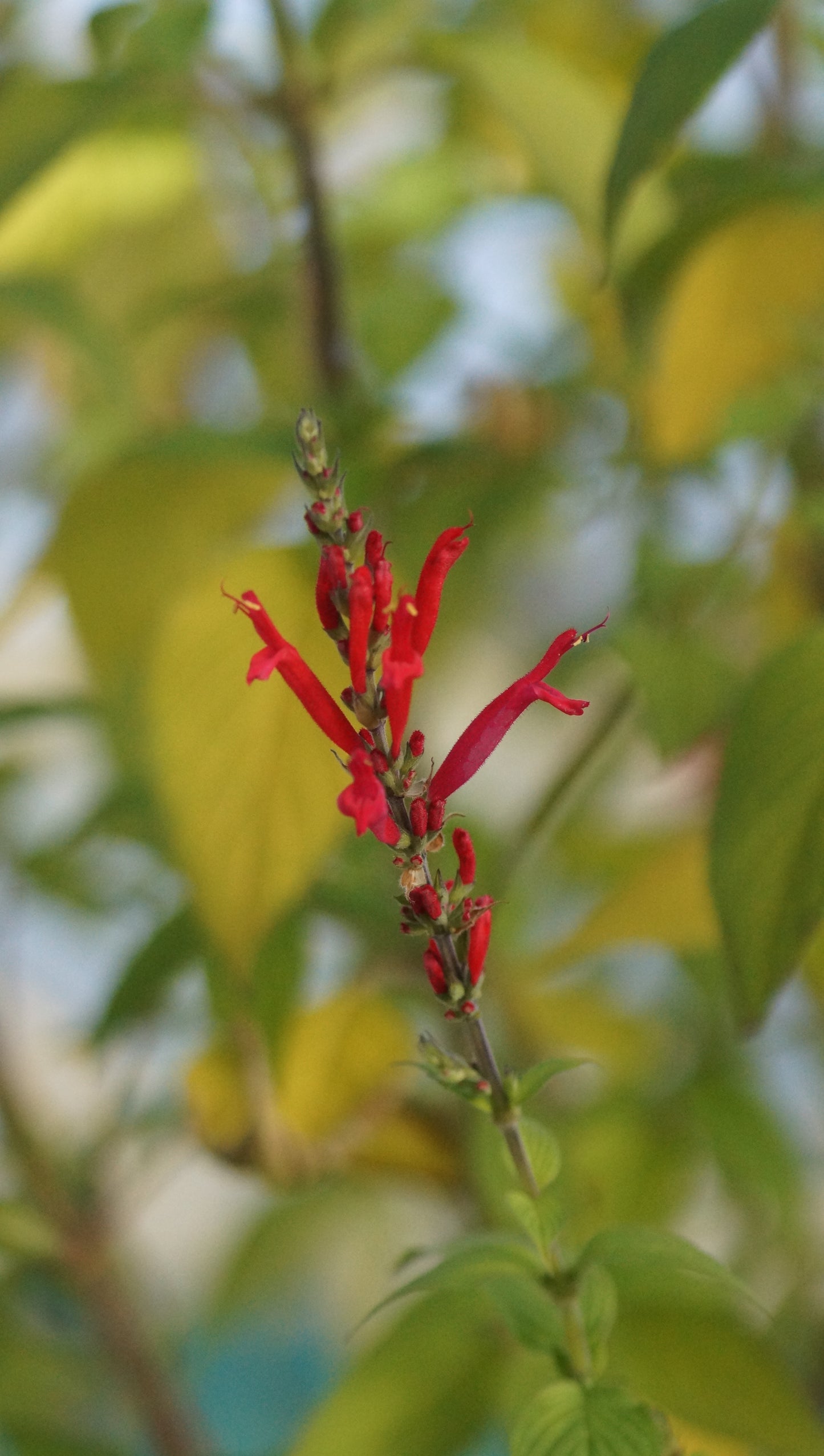 Salvia rutilans 'Pineapple Scarlet' - Ananas-Salbei