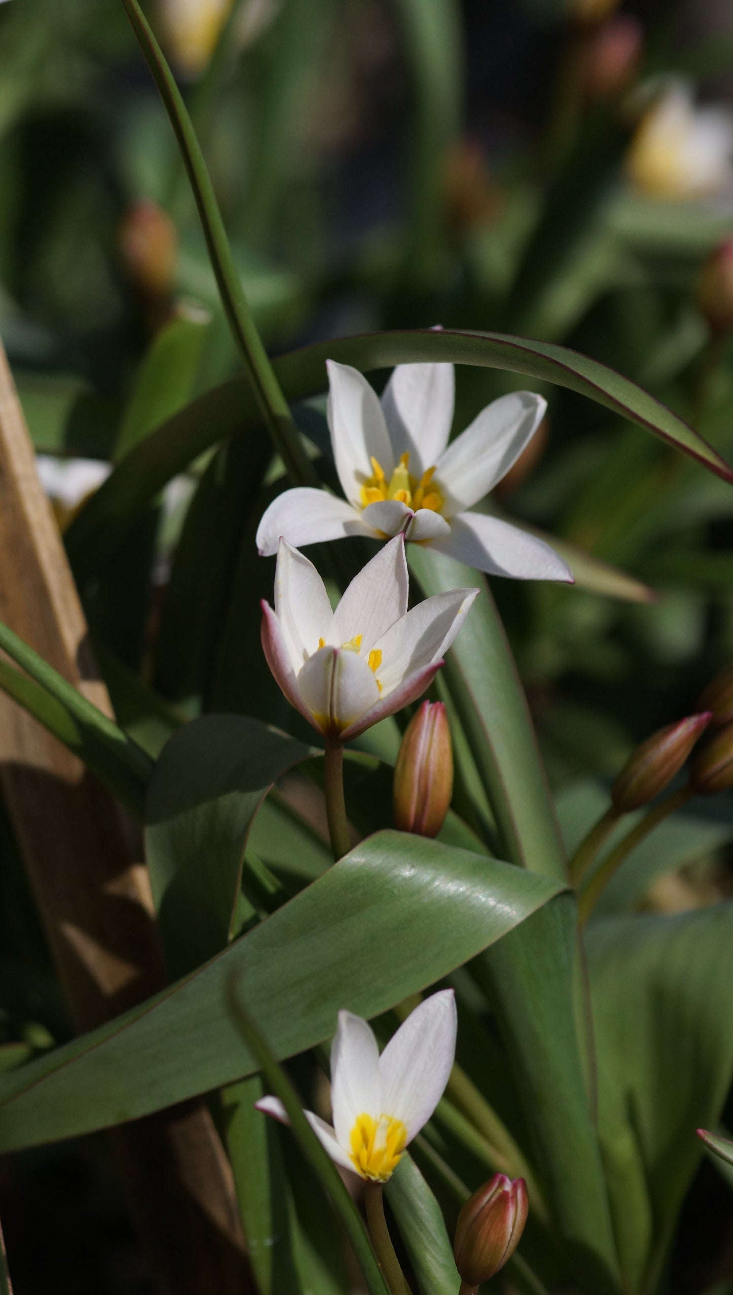 Tulipa cretica 'Hilde' - Kretische Tulpe