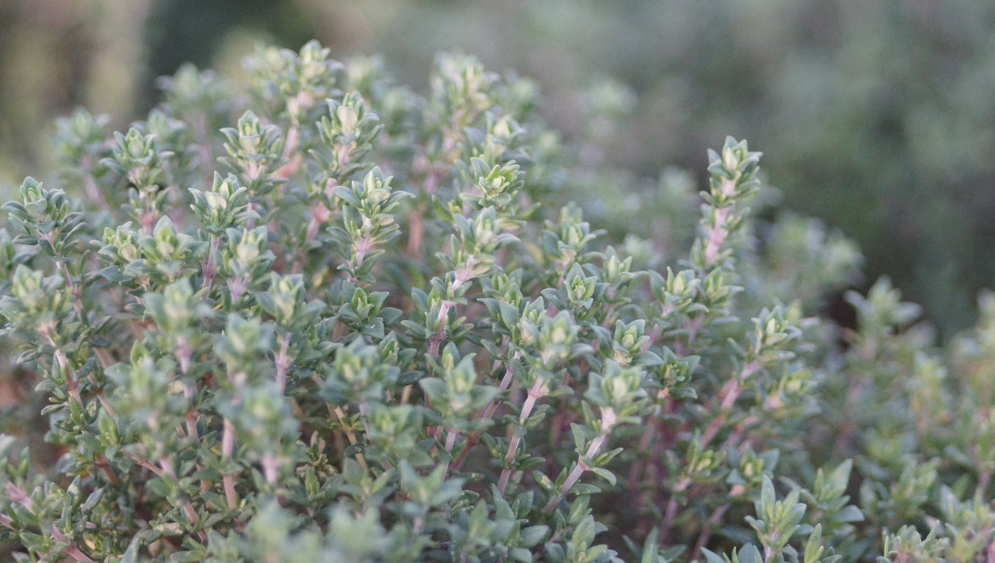 Thymus vulgaris 'Compactus' - Kleiner Gewürz-Thymian