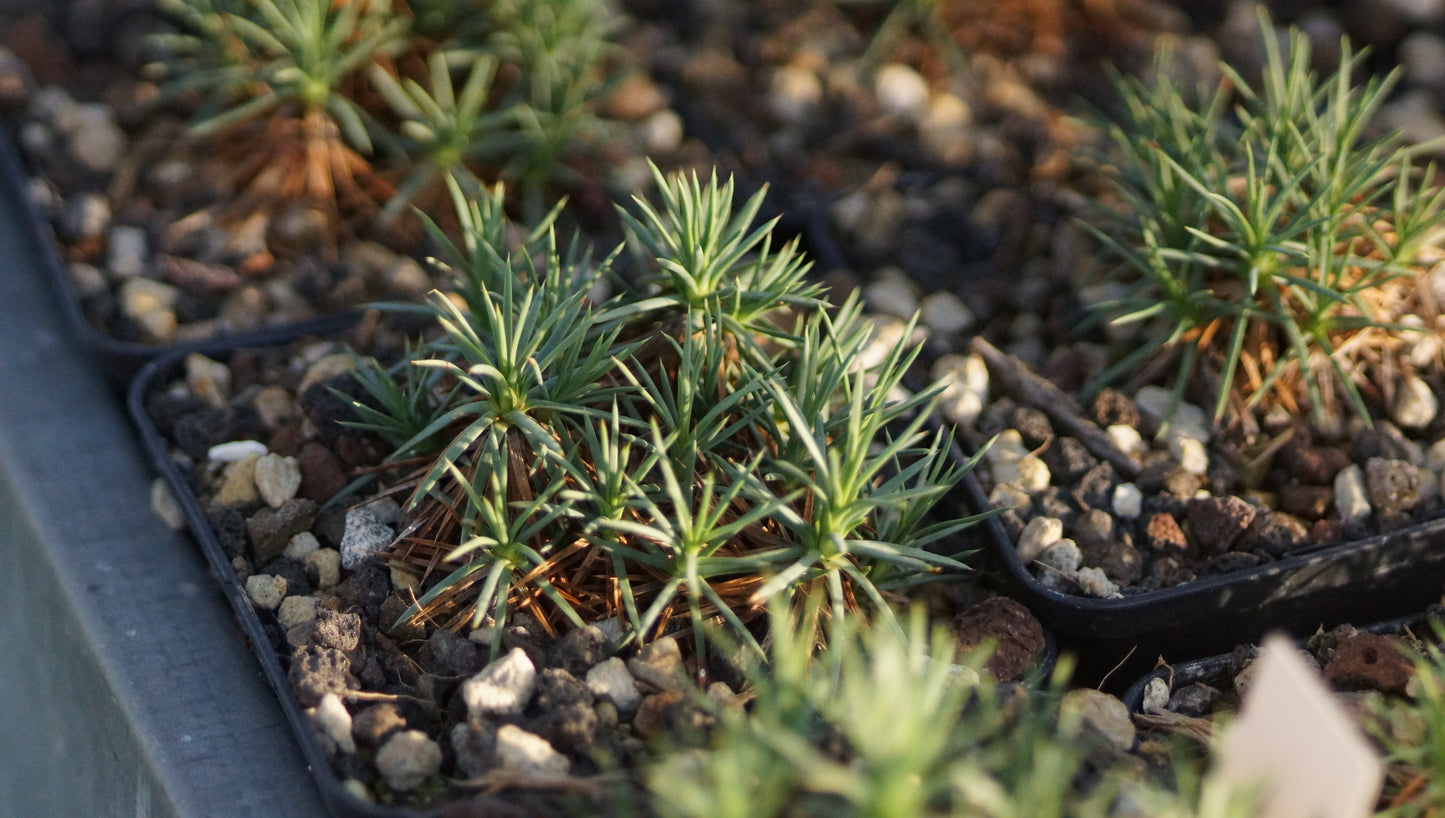Acantholimon creticum - Kreta-Igelpolster