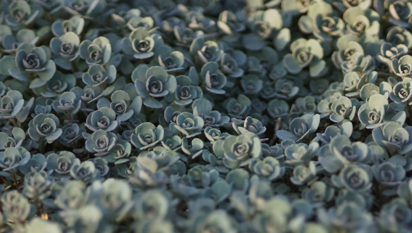 Sedum cauticola 'Lidakense' - Fettblatt