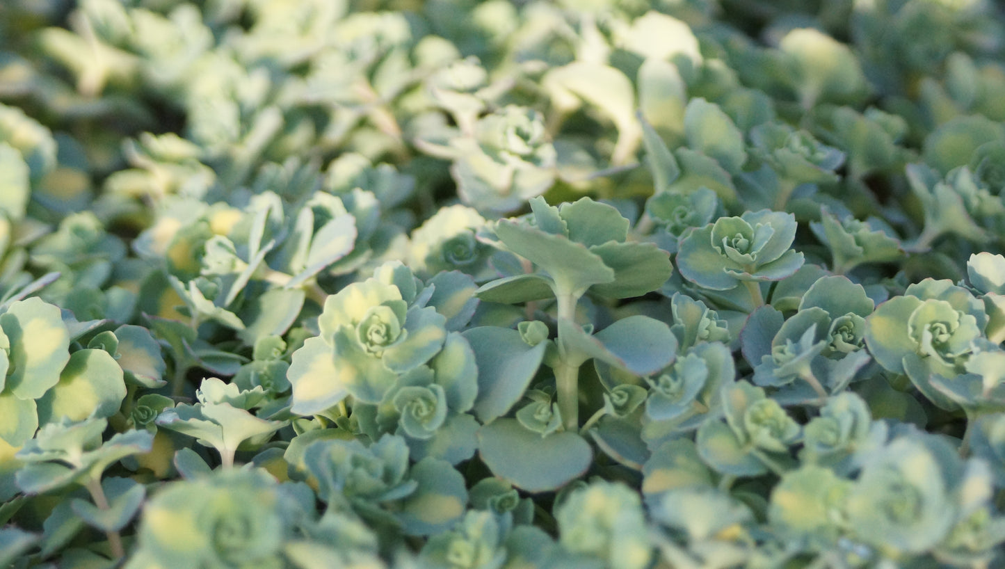 Sedum sieboldii 'Mediovariegatum' - Oktober-Fettblatt