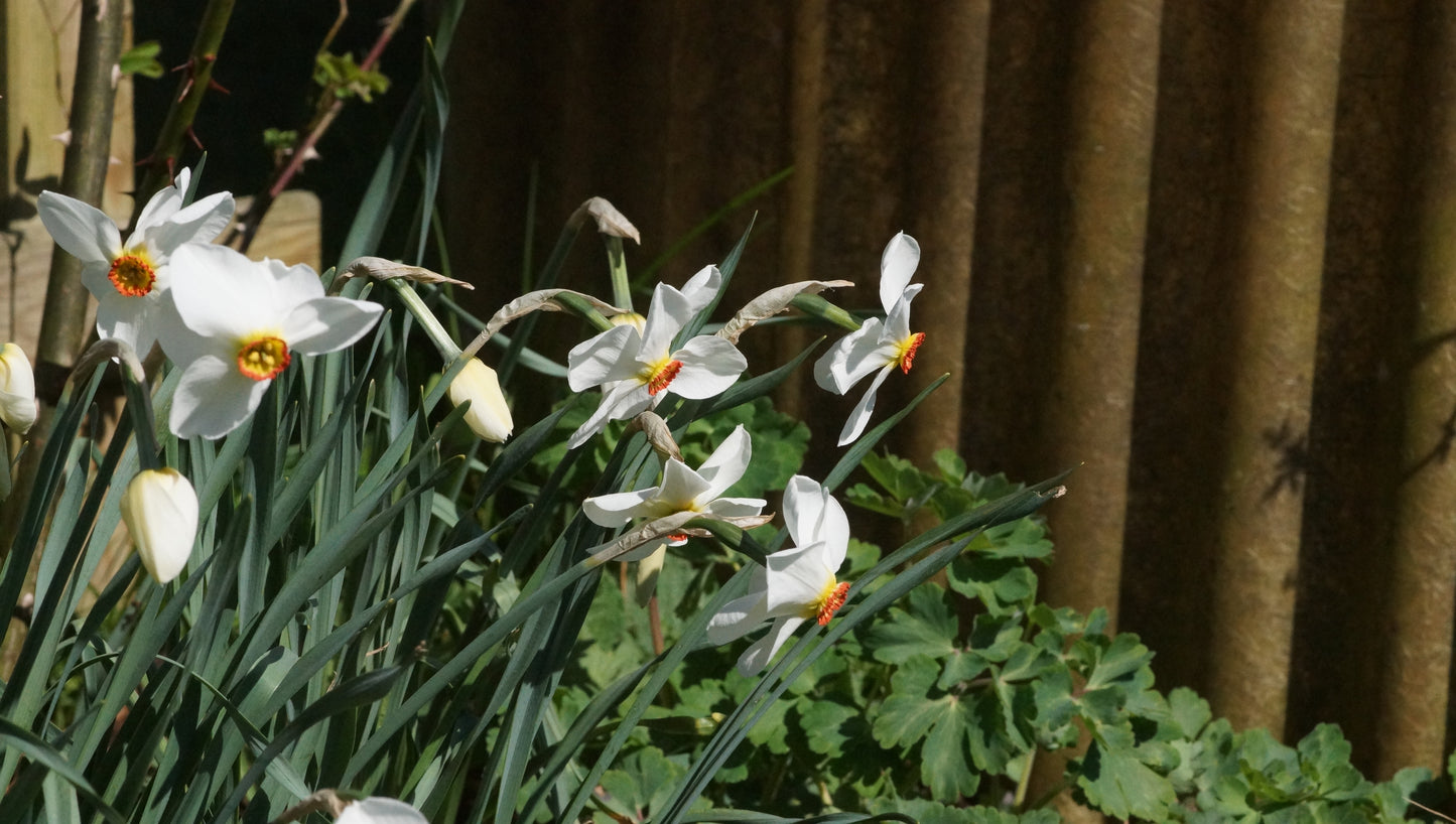 Narcissus poeticus 'Actaea' - Dichter-Narzisse