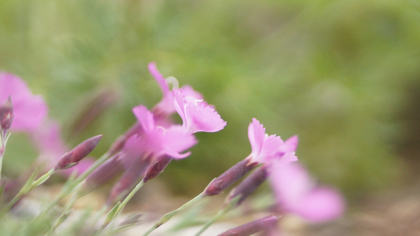 Dianthus gratianopolitanus 'La Bourboule' - Pfingst-Nelke