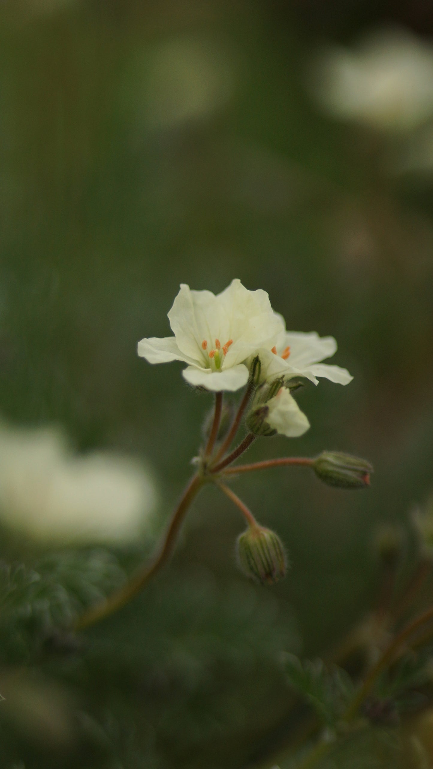 Erodium chrysanthum - Reiherschnabel