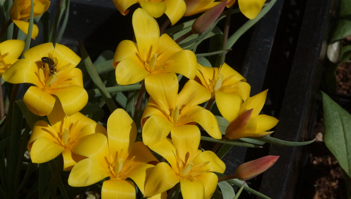 Tulipa clusiana var. chrysantha - Damen-Tulpe