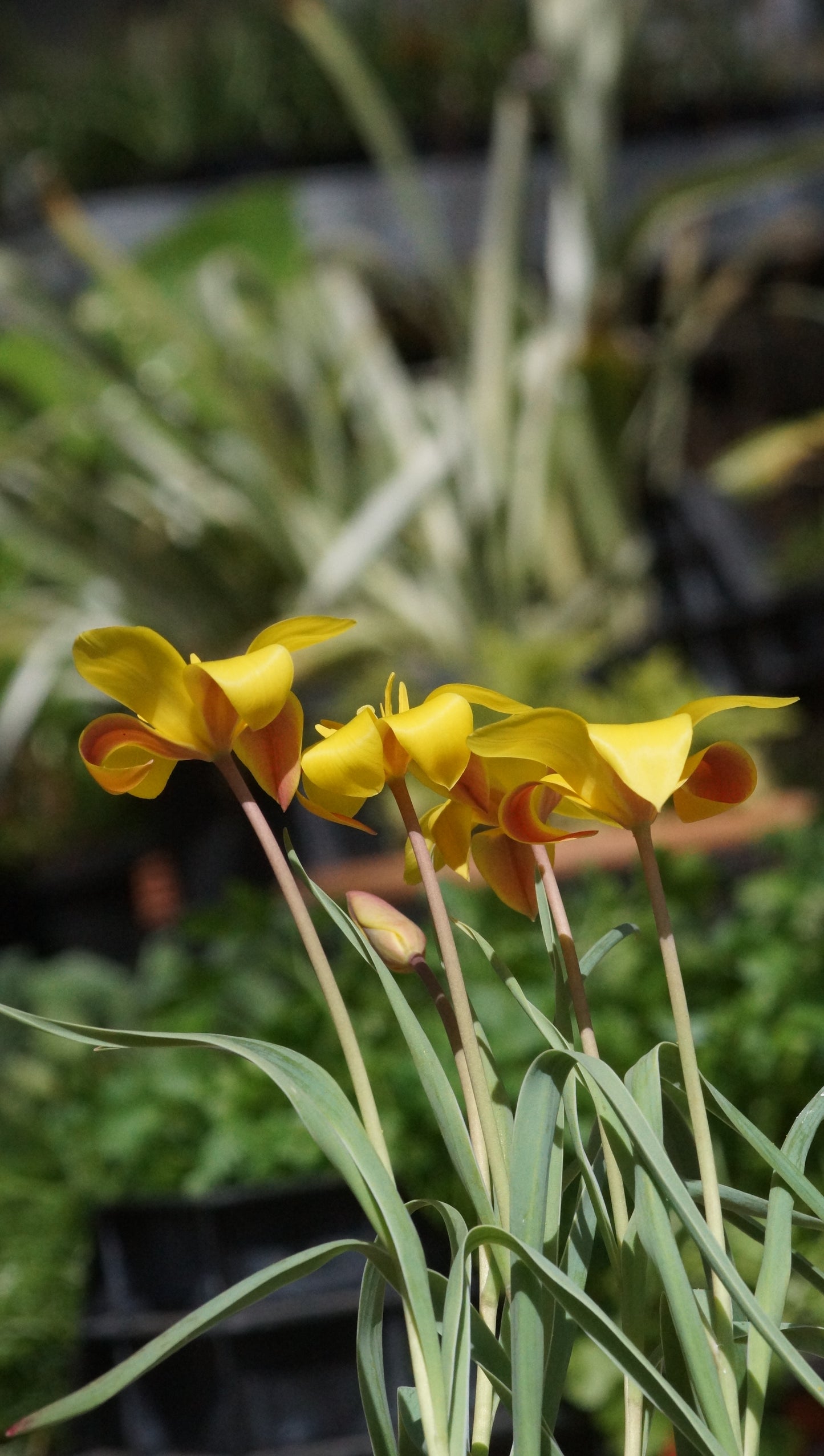 Tulipa clusiana var. chrysantha - Damen-Tulpe