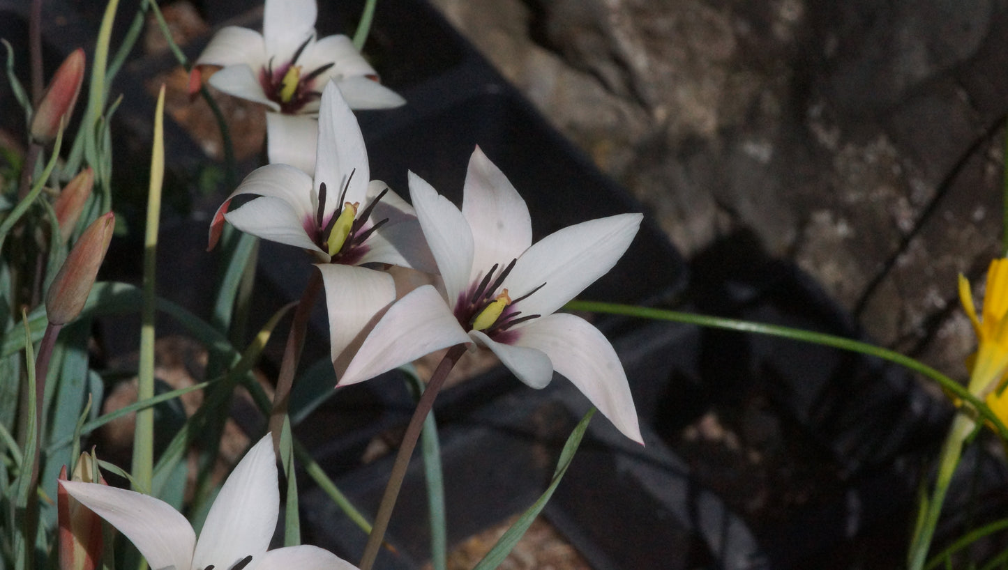 Tulipa clusiana - Damen Tulpe