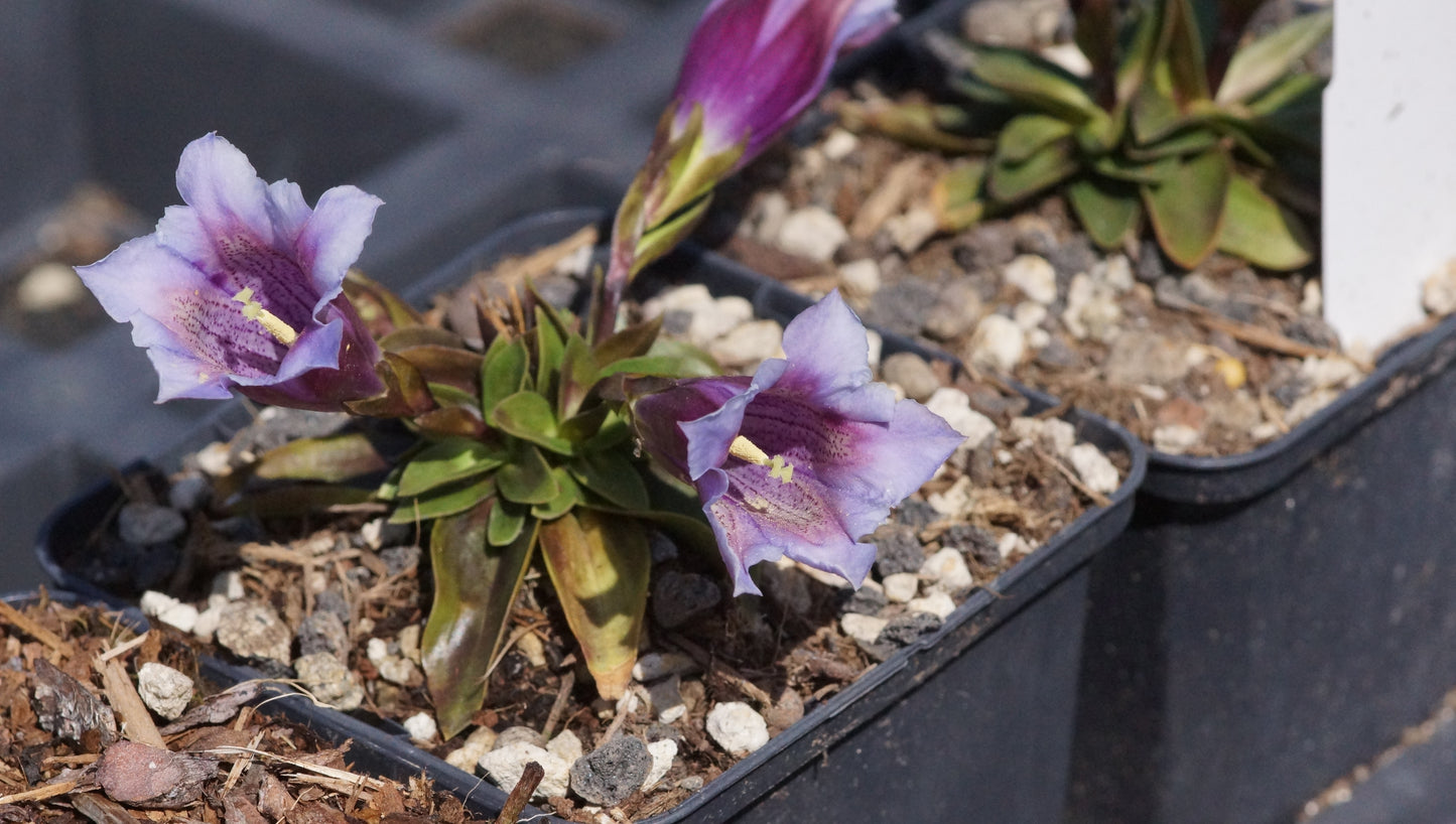 Gentiana clusii 'Rosea' - Clusius-Enzian
