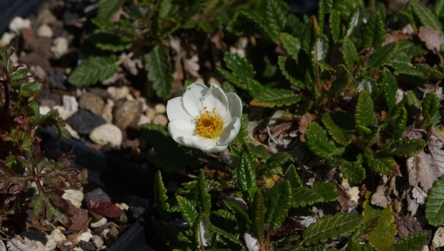 Dryas octopetala - Weisse Silberwurz