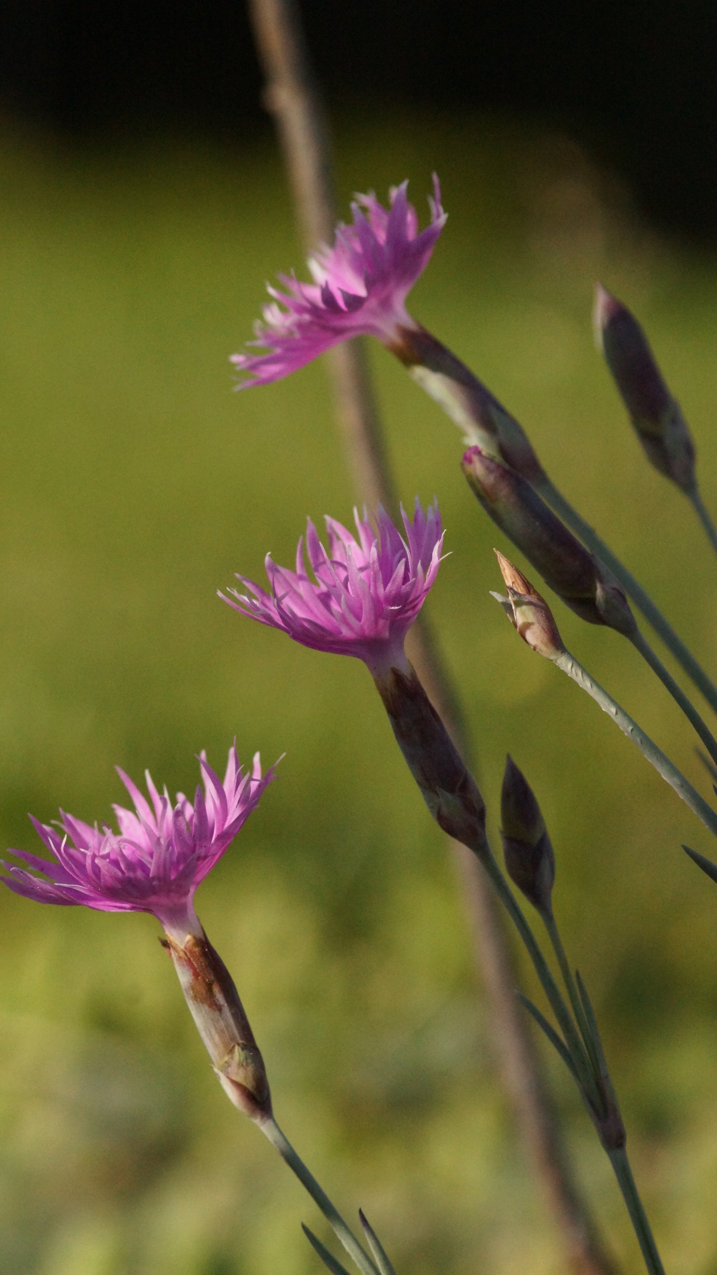 Dianthus anderwoodii - Anderwood Nelke