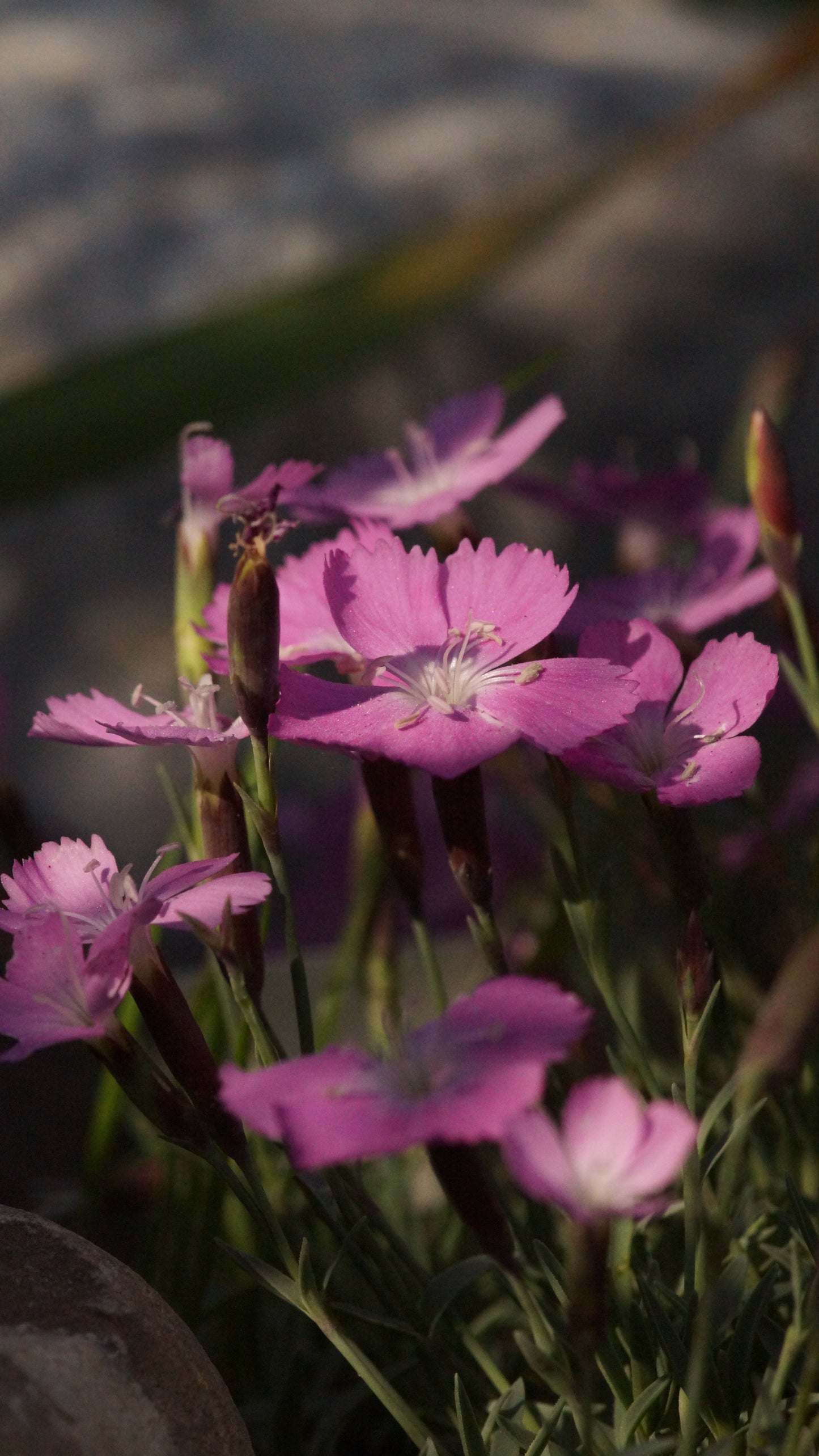 Dianthus gratianopolitanus 'La Bourboule' - Pfingst-Nelke