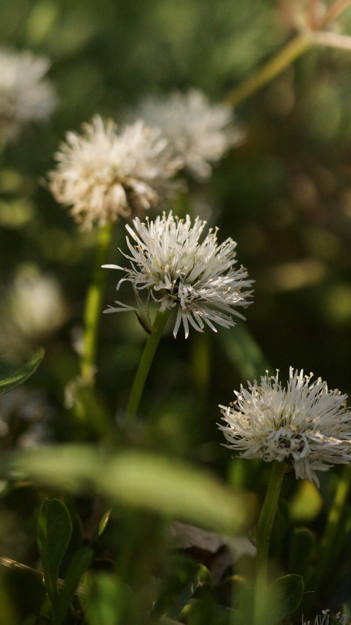Globularia cordifolia 'Alba' - Herzblättrige Kugelblume