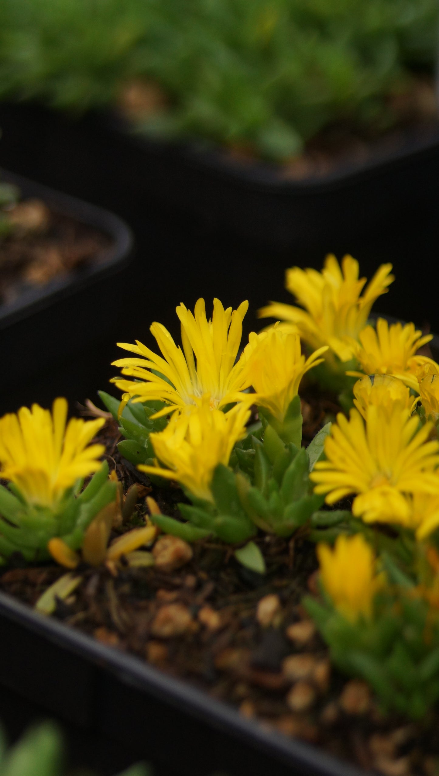 Delosperma congestum 'Gold Nugget' - Mittagsblume