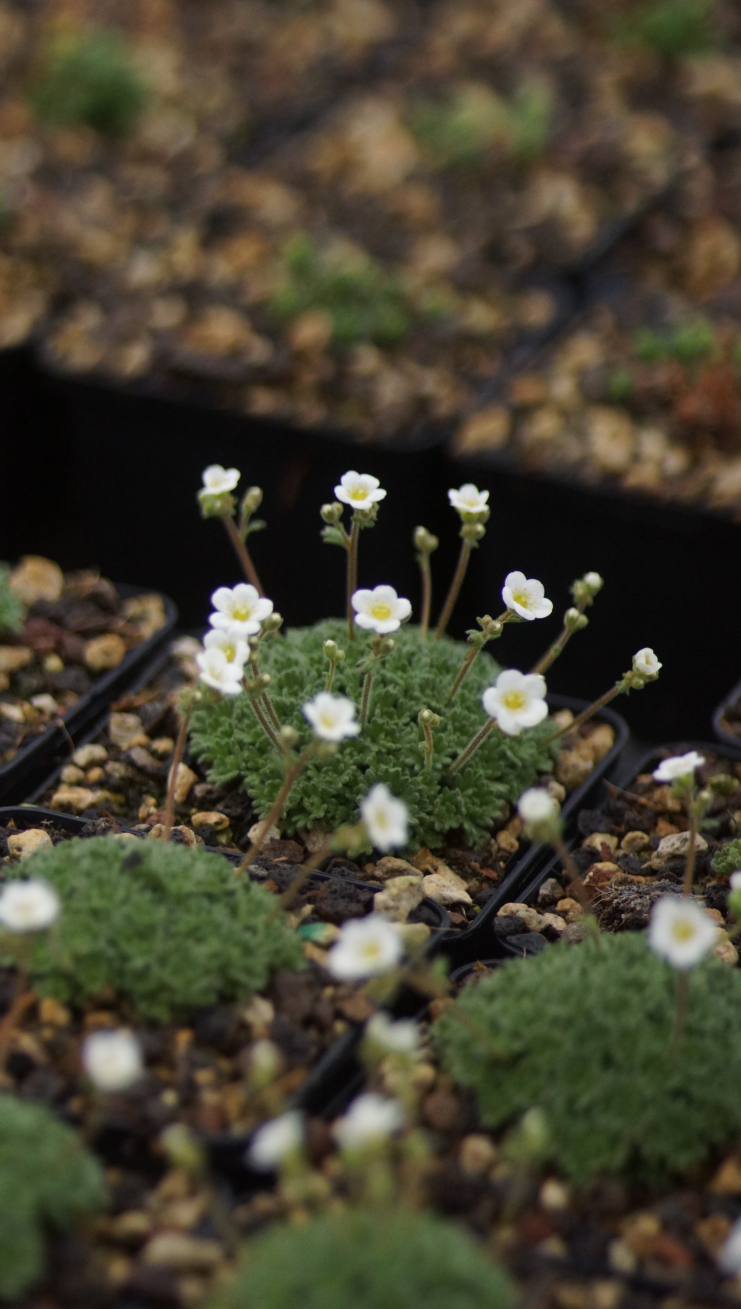 Saxifraga pubescens subsp. iratiana - Moos-Steinbrech