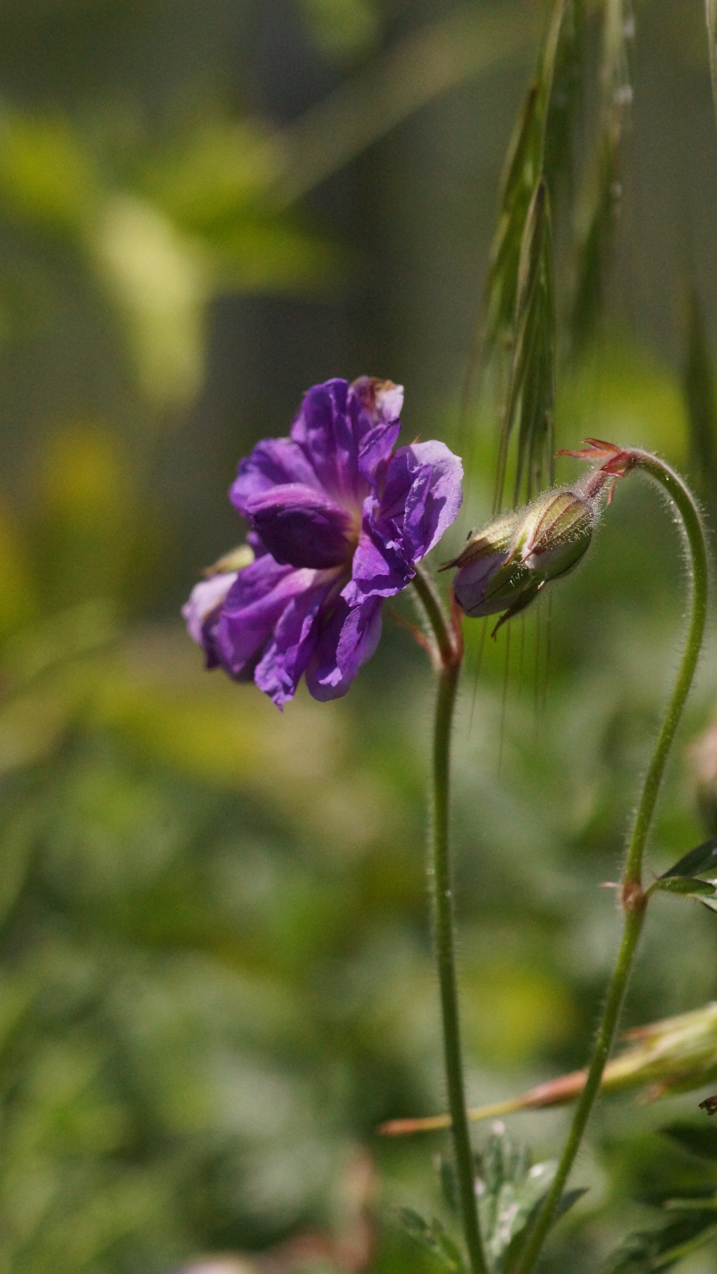 Geranium pratense 'Plenum Violaceum' - Wiesen-Storchschnabel