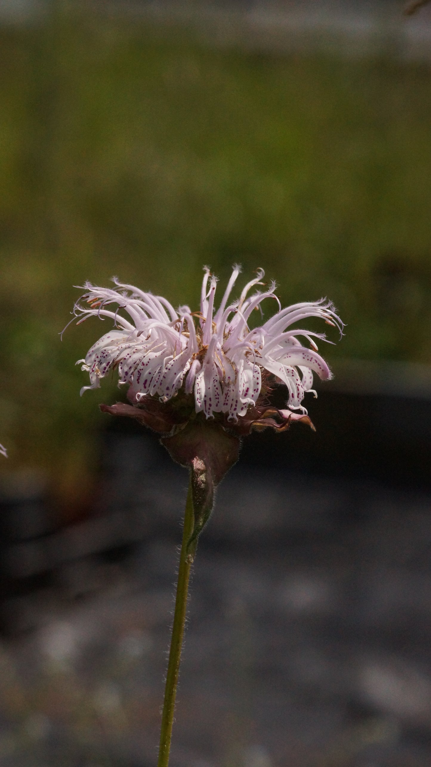 Monarda bradburiana 'Ozark' - Frühe Indianernessel