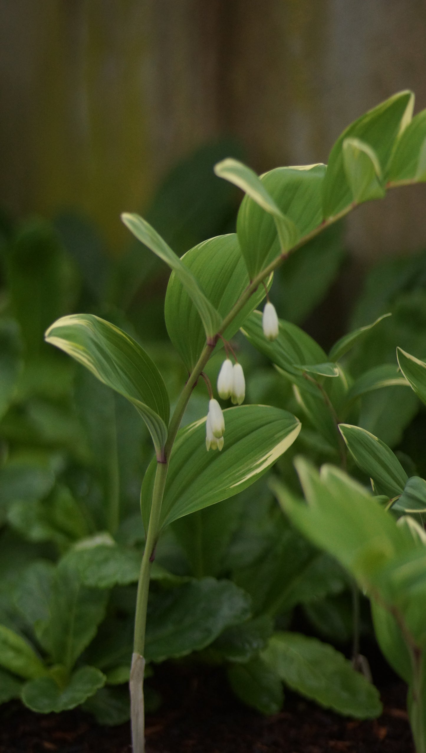 Polygonatum odoratum var. pluriflorum 'Variegatum' - Weissrandiges Salomonssiegel