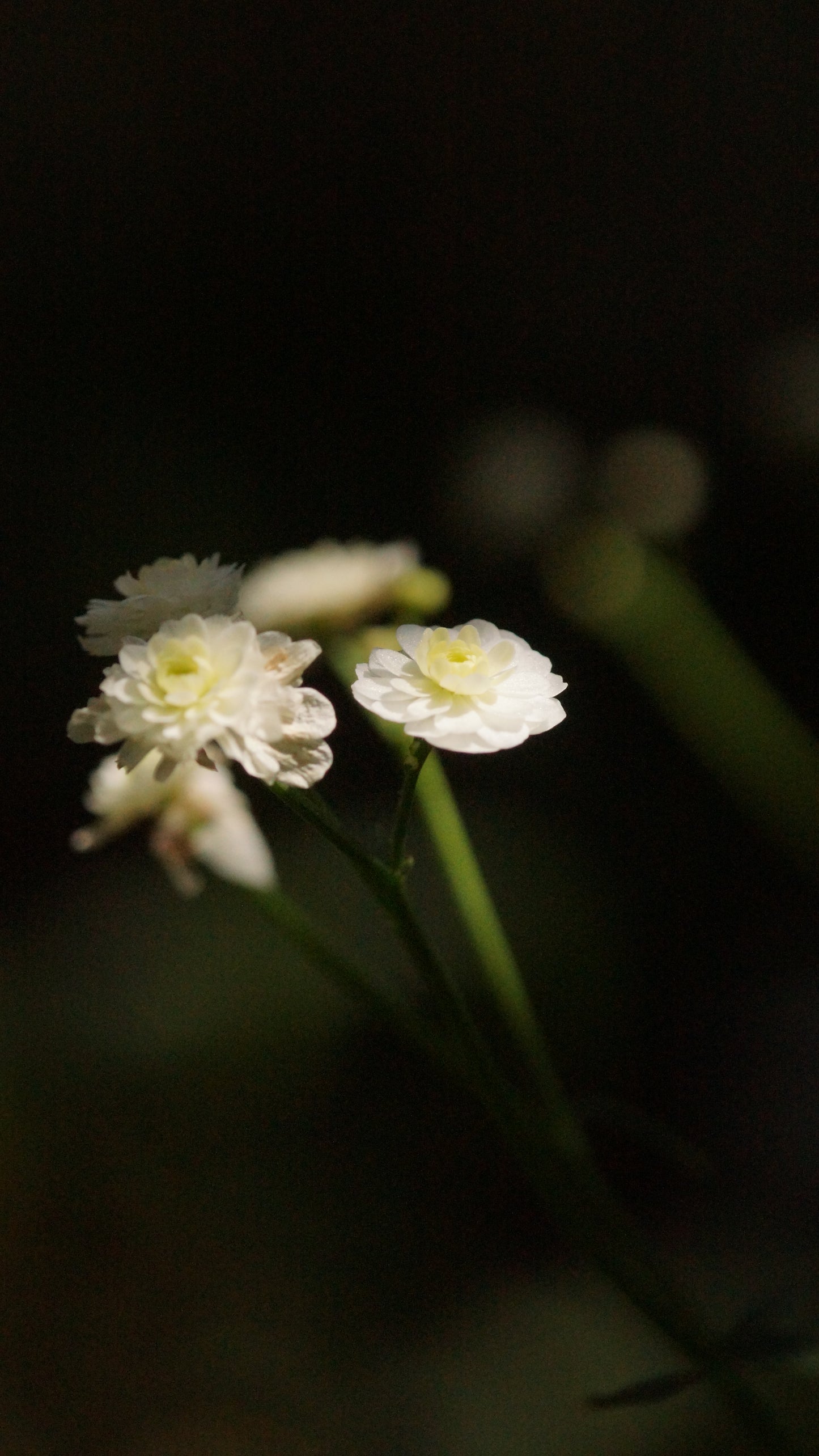Ranunculus aconitifolius 'Pleniflorus' - Eisenhutblättriger Hahnenfuss