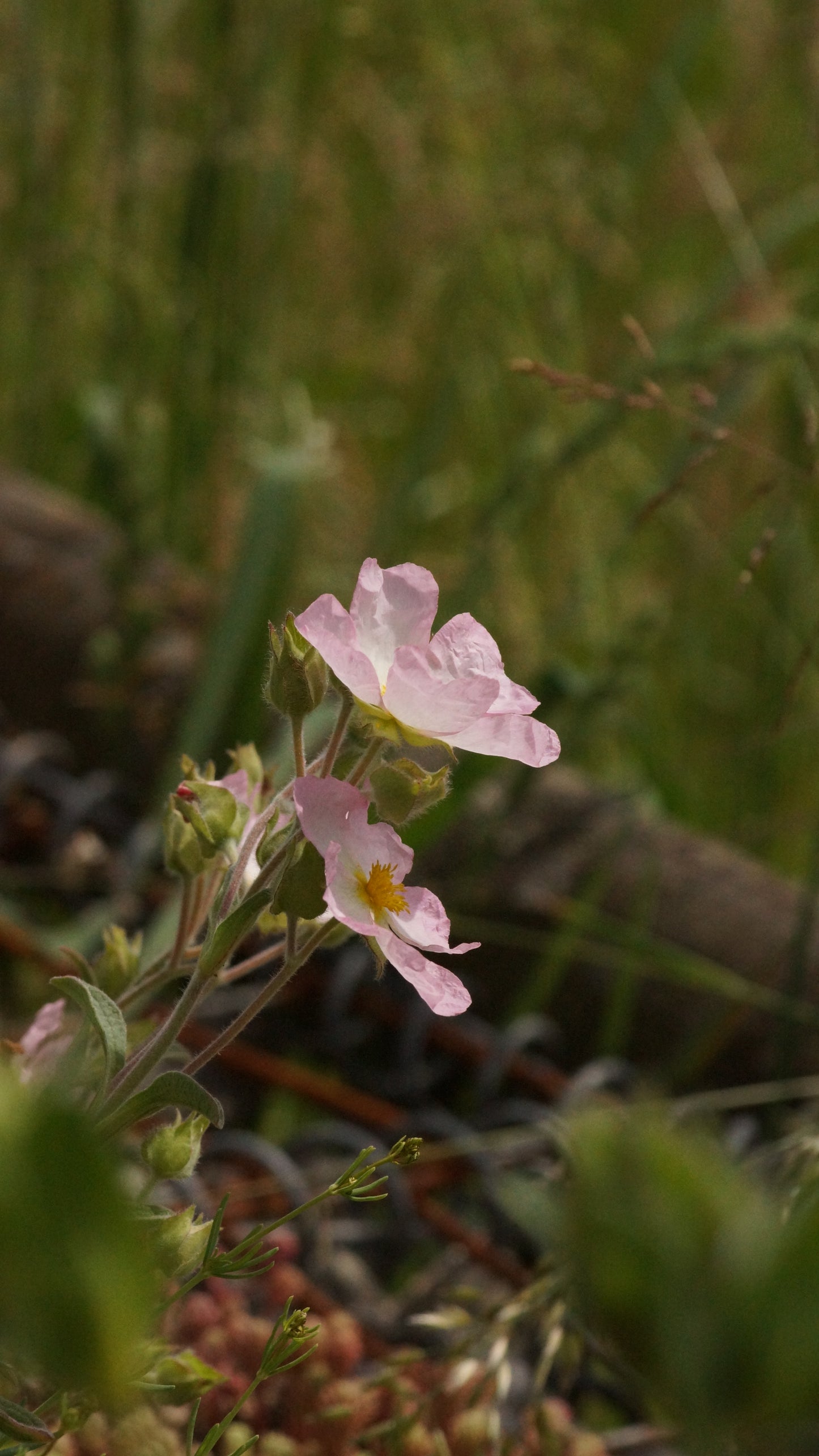Cistus x lenis ' Grayswood Pink' - Zistrosa