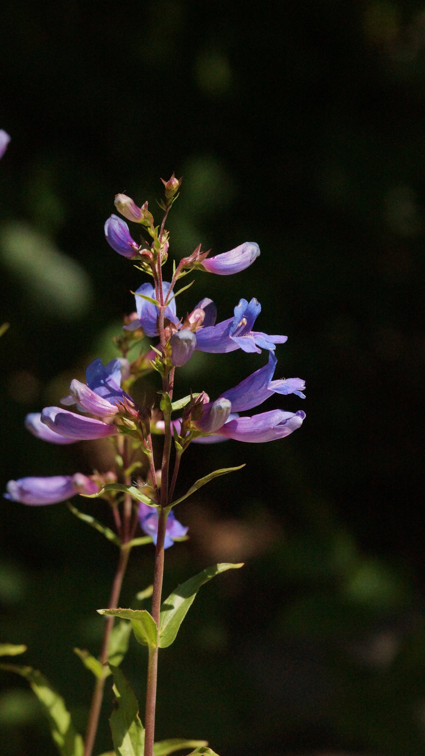 Penstemon fruticosus 'Catherine de la Mere' - Strauch-Bartfaden