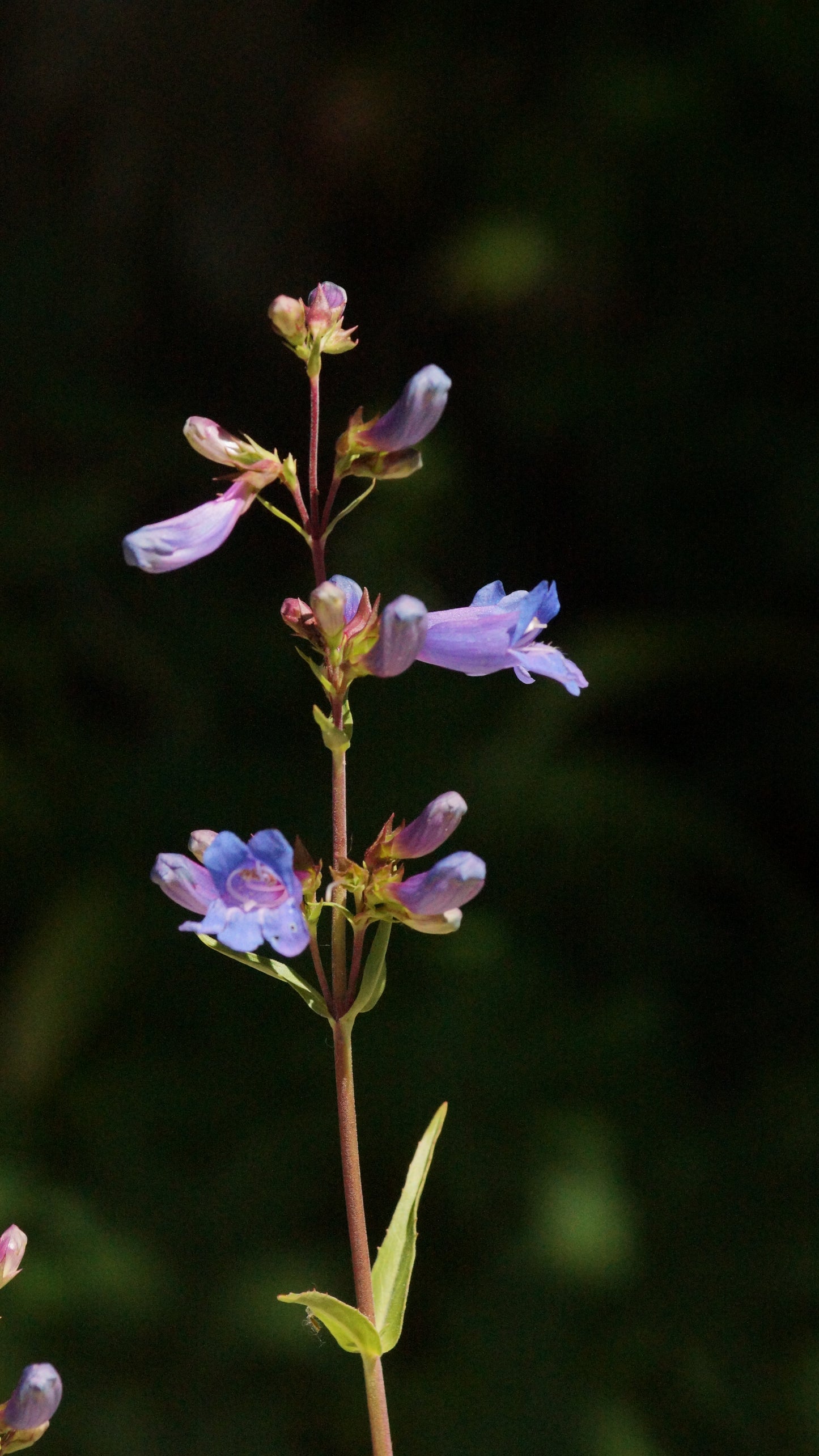 Penstemon fruticosus 'Catherine de la Mere' - Strauch-Bartfaden