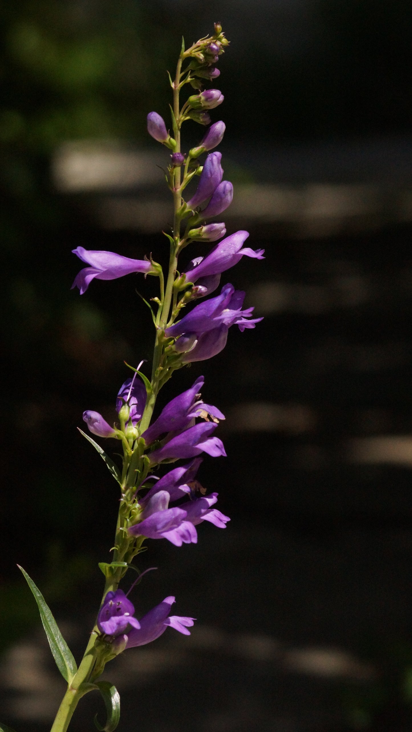 Penstemon strictus (Syn. Penstemon strictus 'Bandera') - Rocky Mountain-Bartfaden