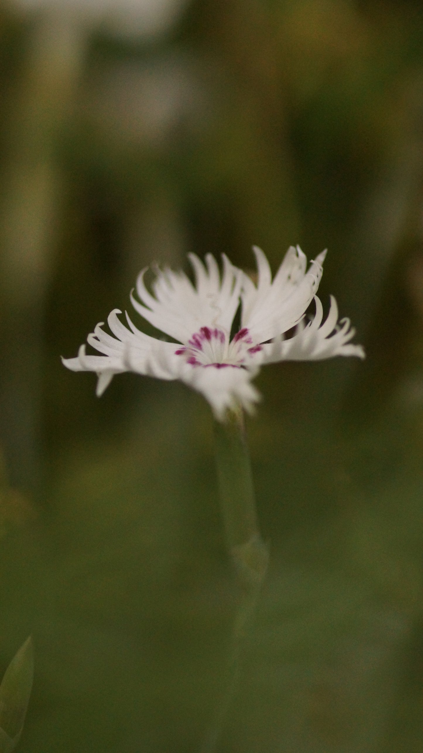 Dianthus gratianopolitanus 'Arcane' - Pfingst-Nelke