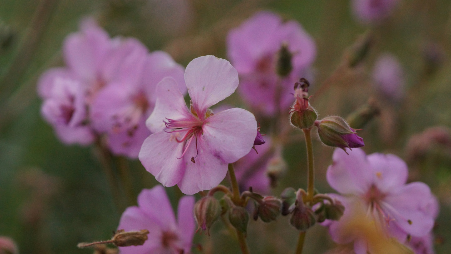 Geranium dalmaticum - Dalmatiner Strochschnabel