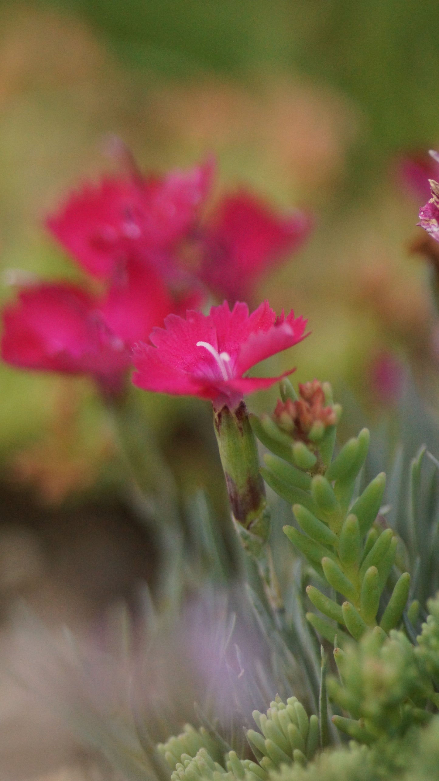 Dianthus gratianopolitanus 'Badenia' - Pfingst-Nelke