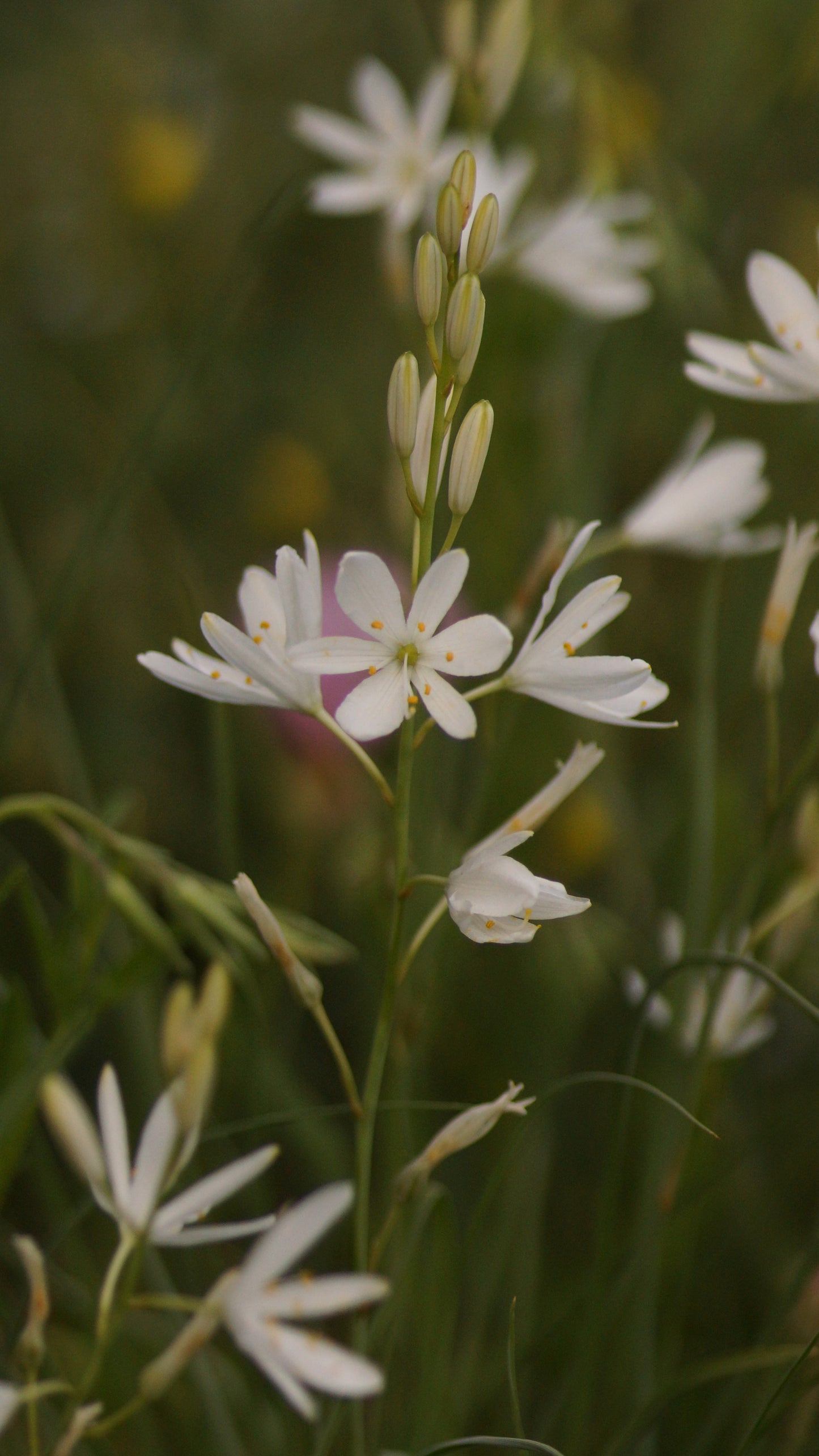 Anthericum liliago - Astlose Graslilie