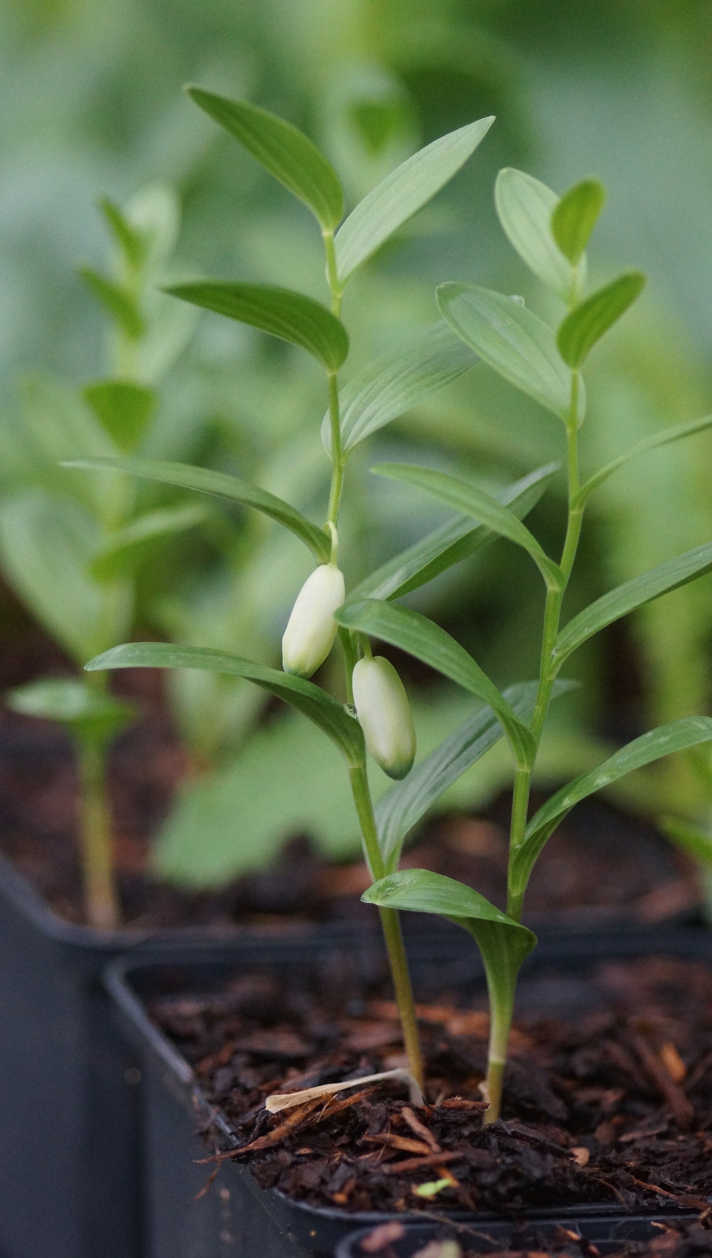Polygonatum humile - Zwerg-Salomonssiegel