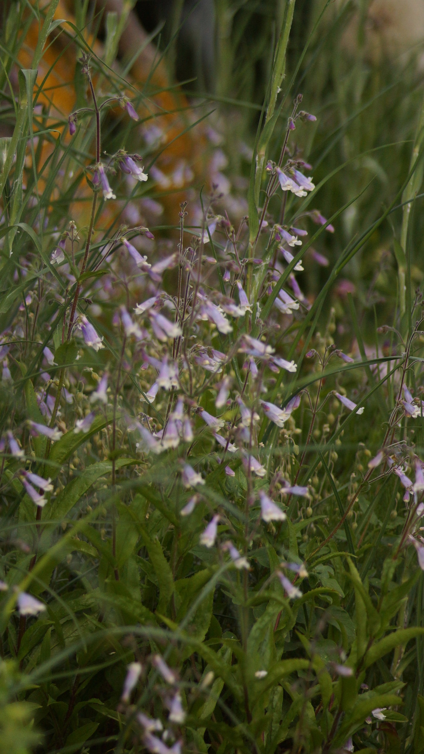 Penstemon hirsutus - Rauhaariger Bartfaden